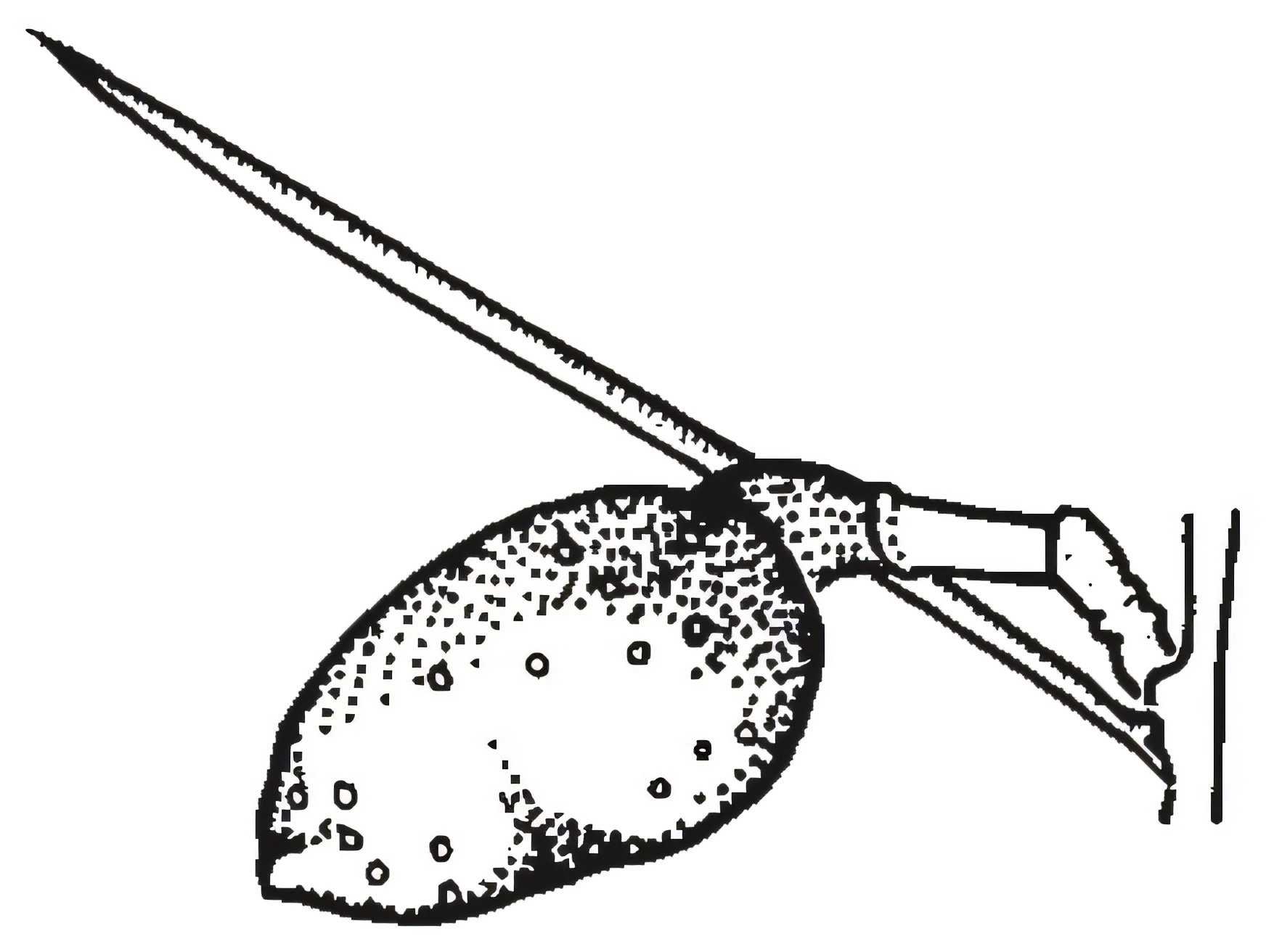 Hakea leucoptera