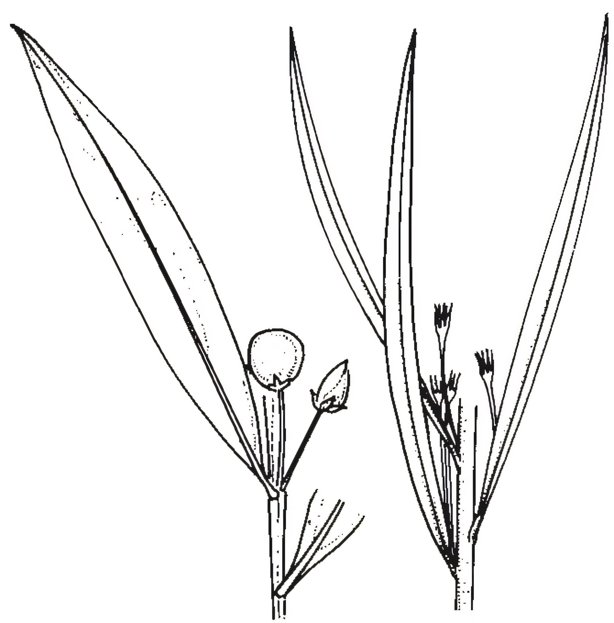 Myoporum montanum