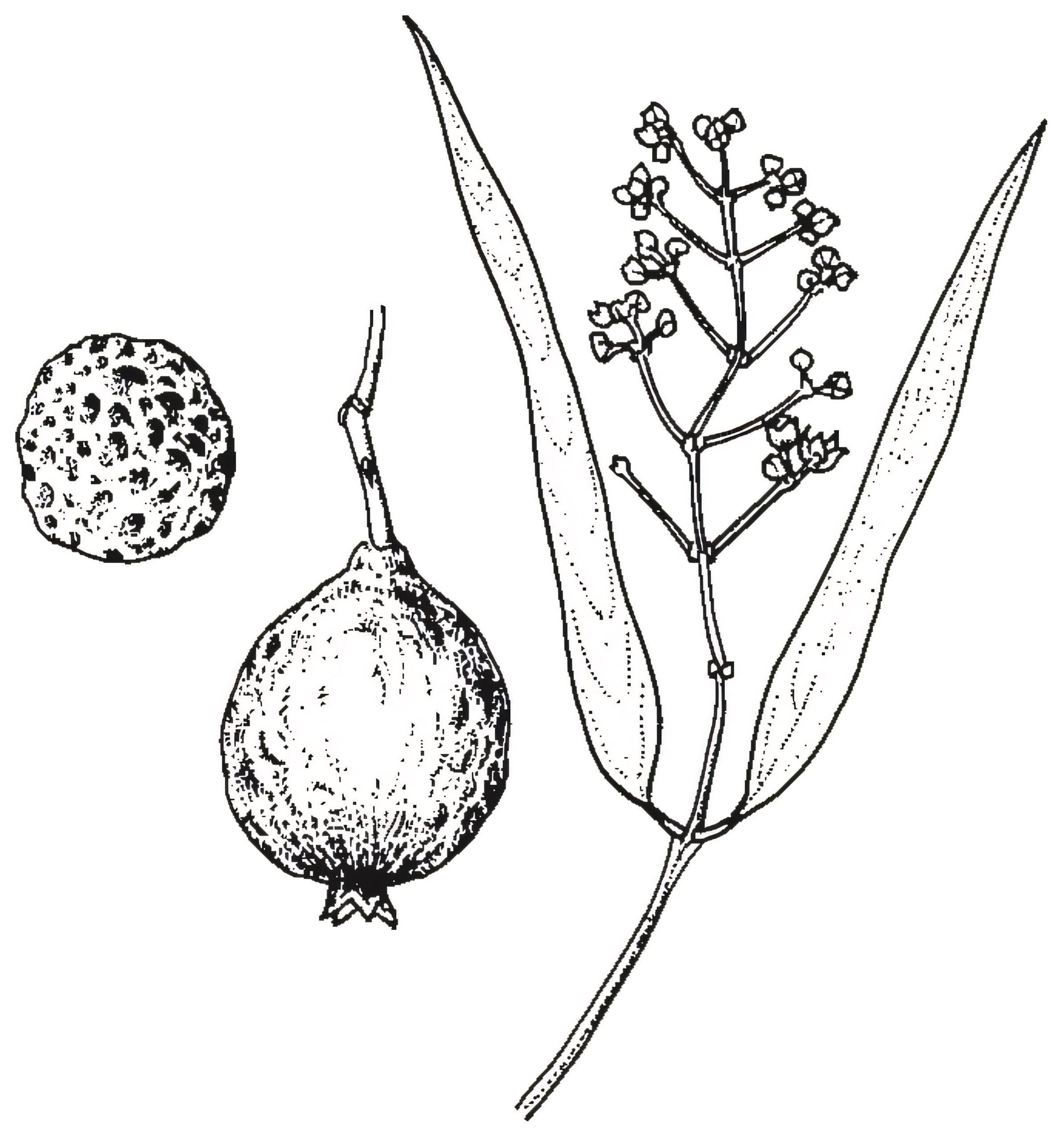 Santalum acuminatum