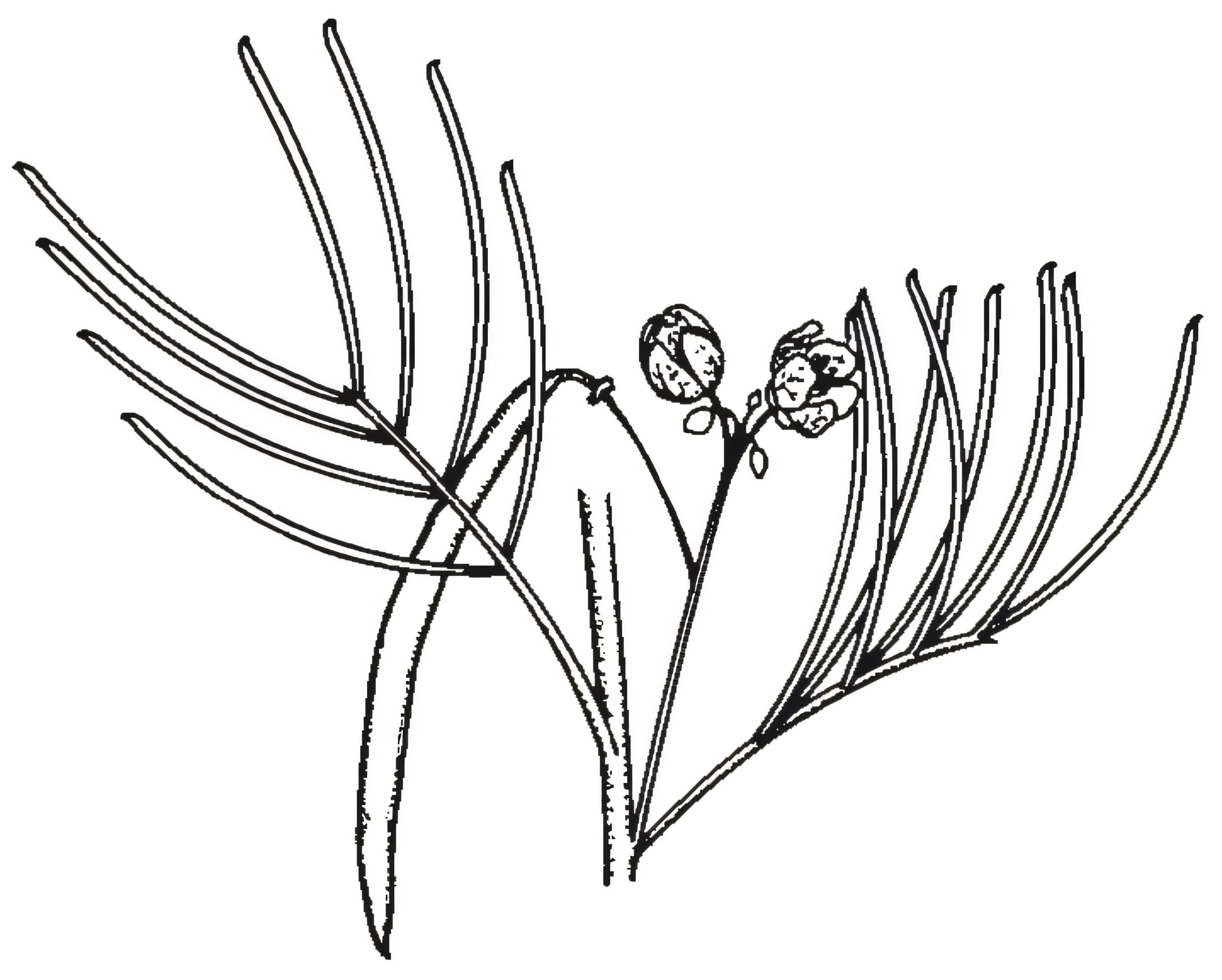 Senna artemisioides