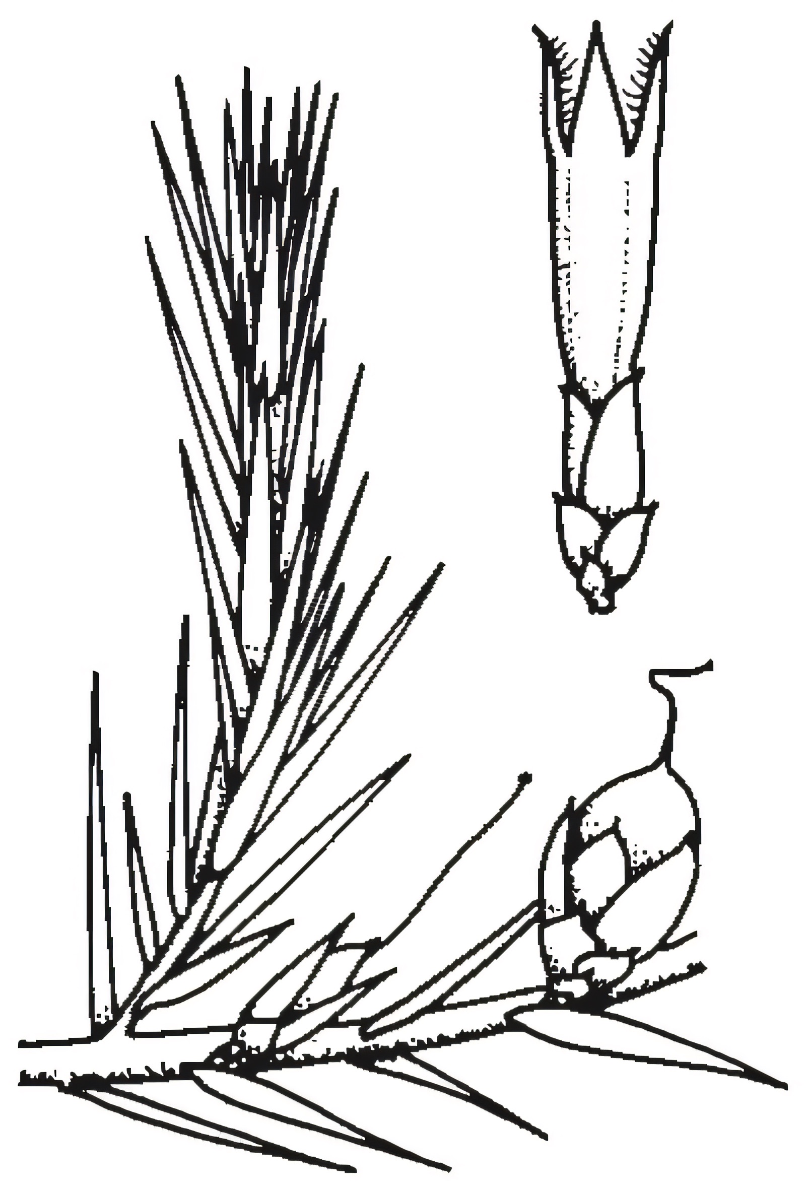 Astroloma humifusum