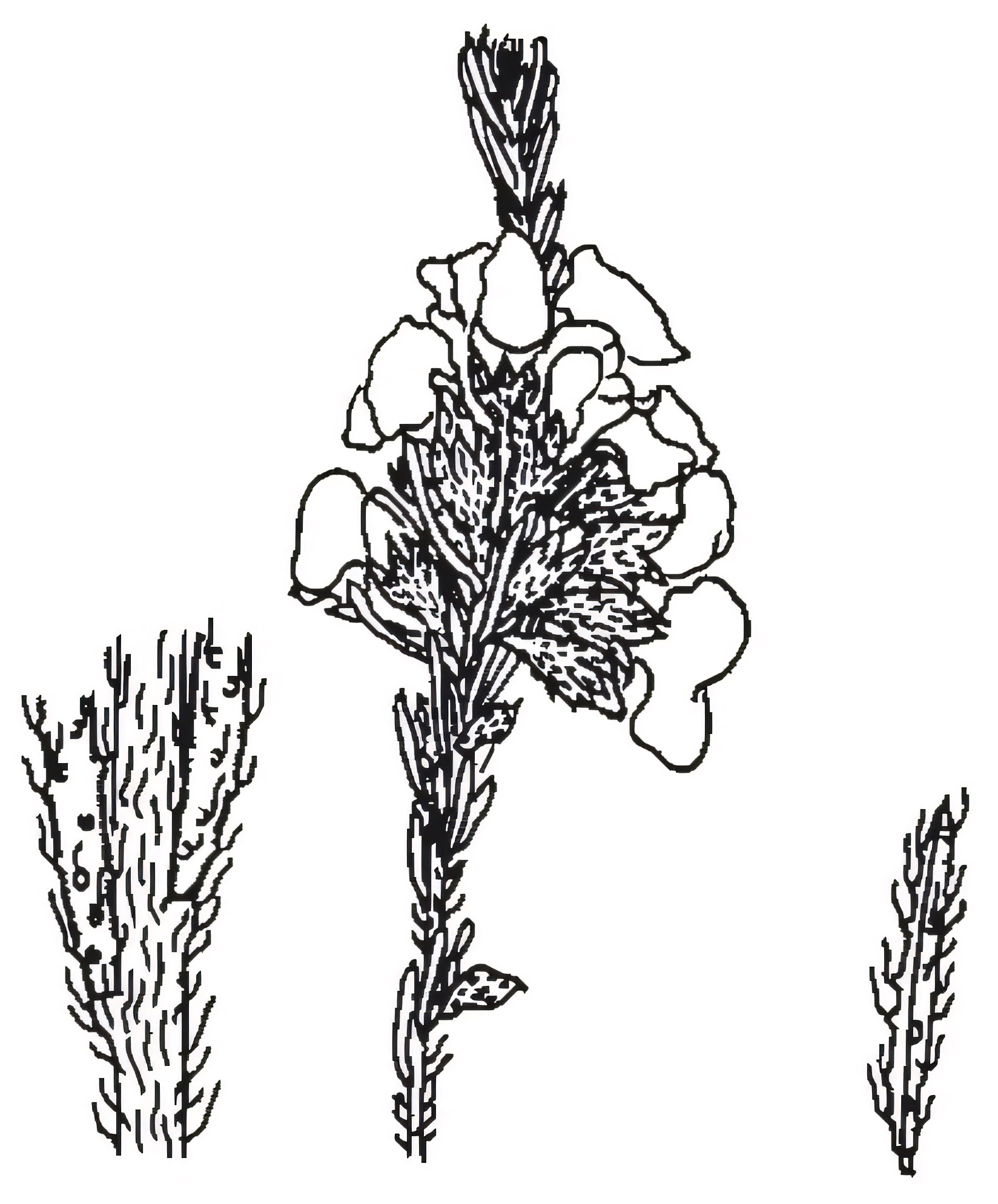 Dillwynia sericea