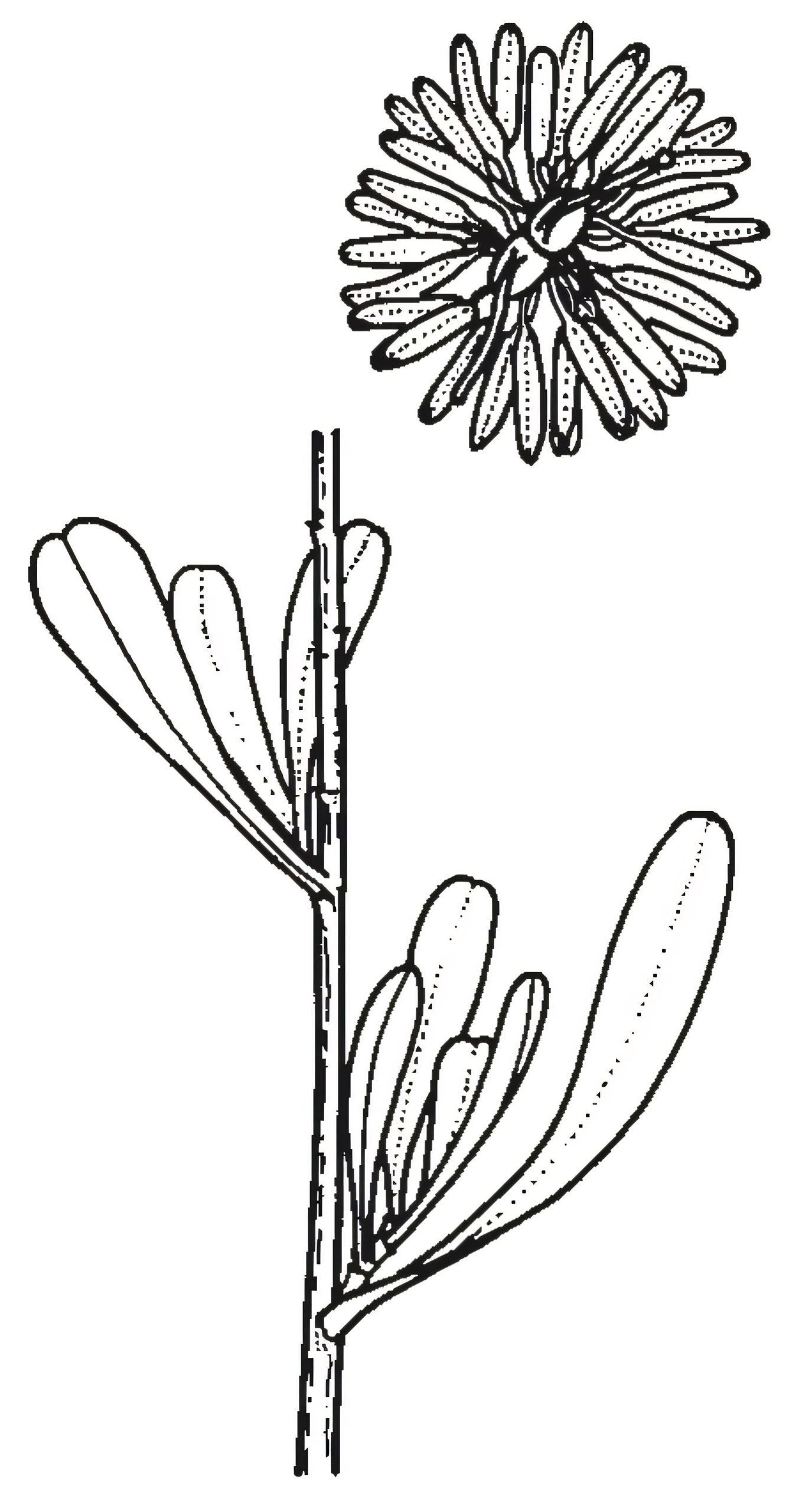 Hibbertia obtusifolia