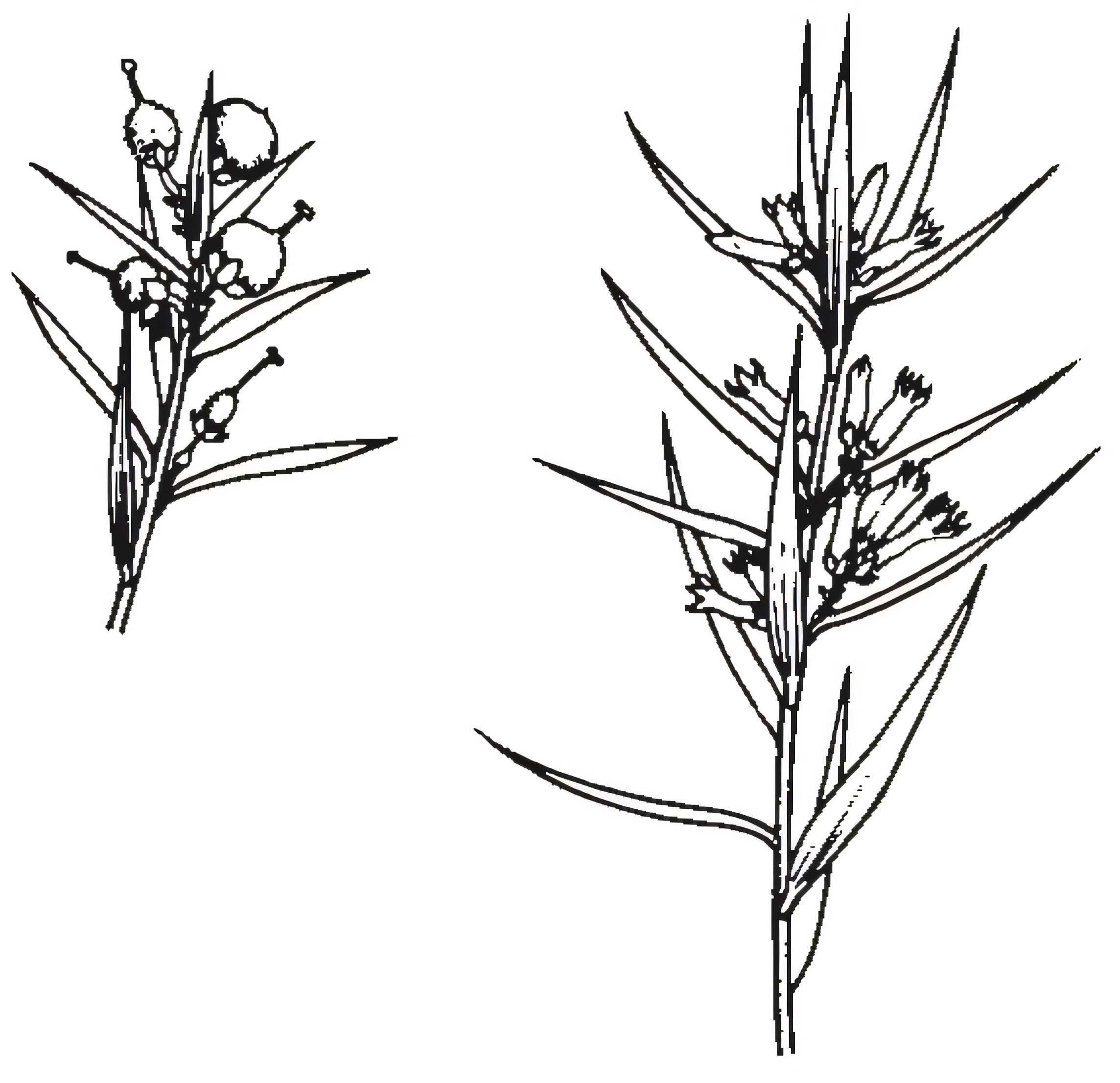 Lissanthe strigosa