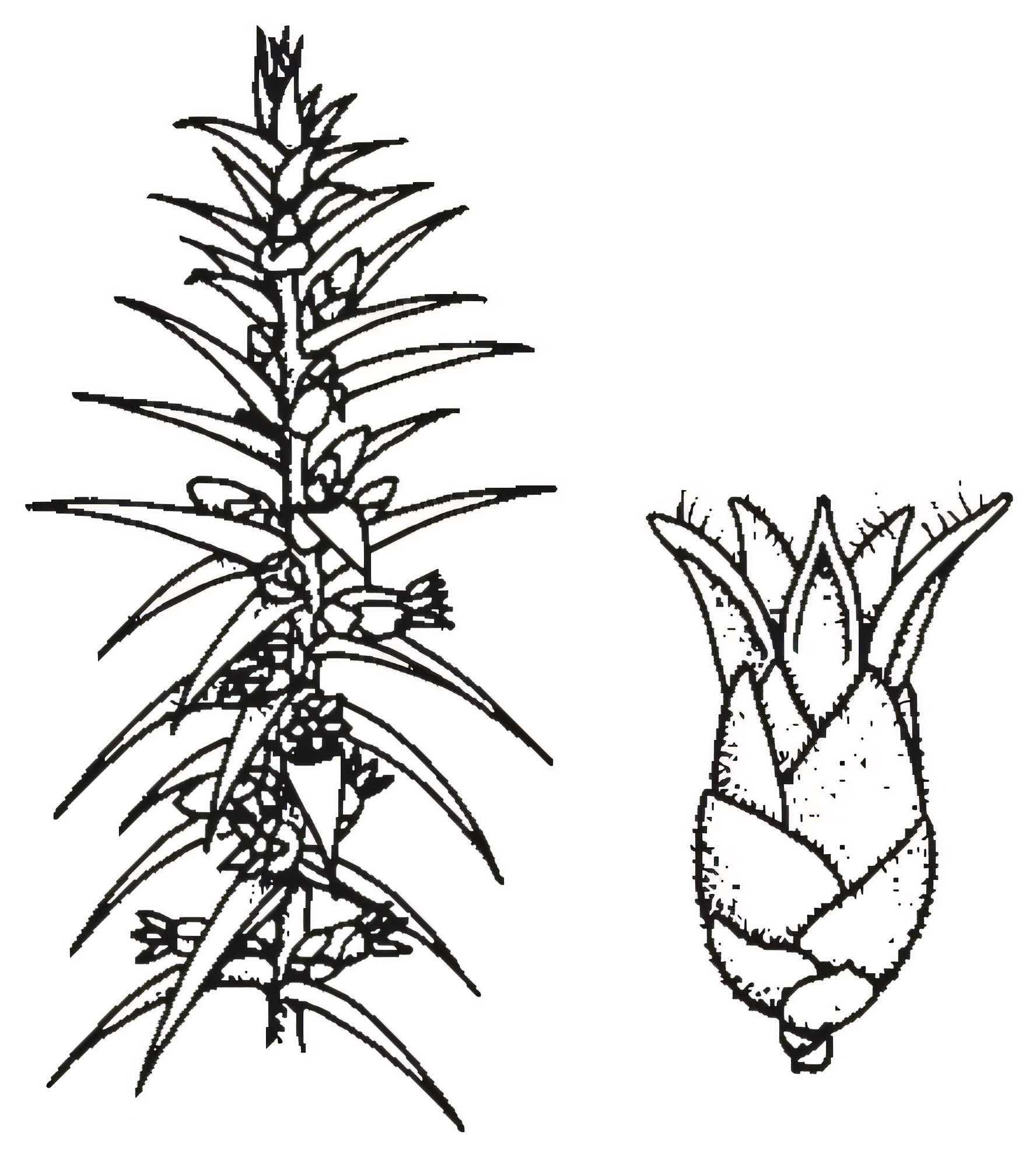 Melichrus urceolatus