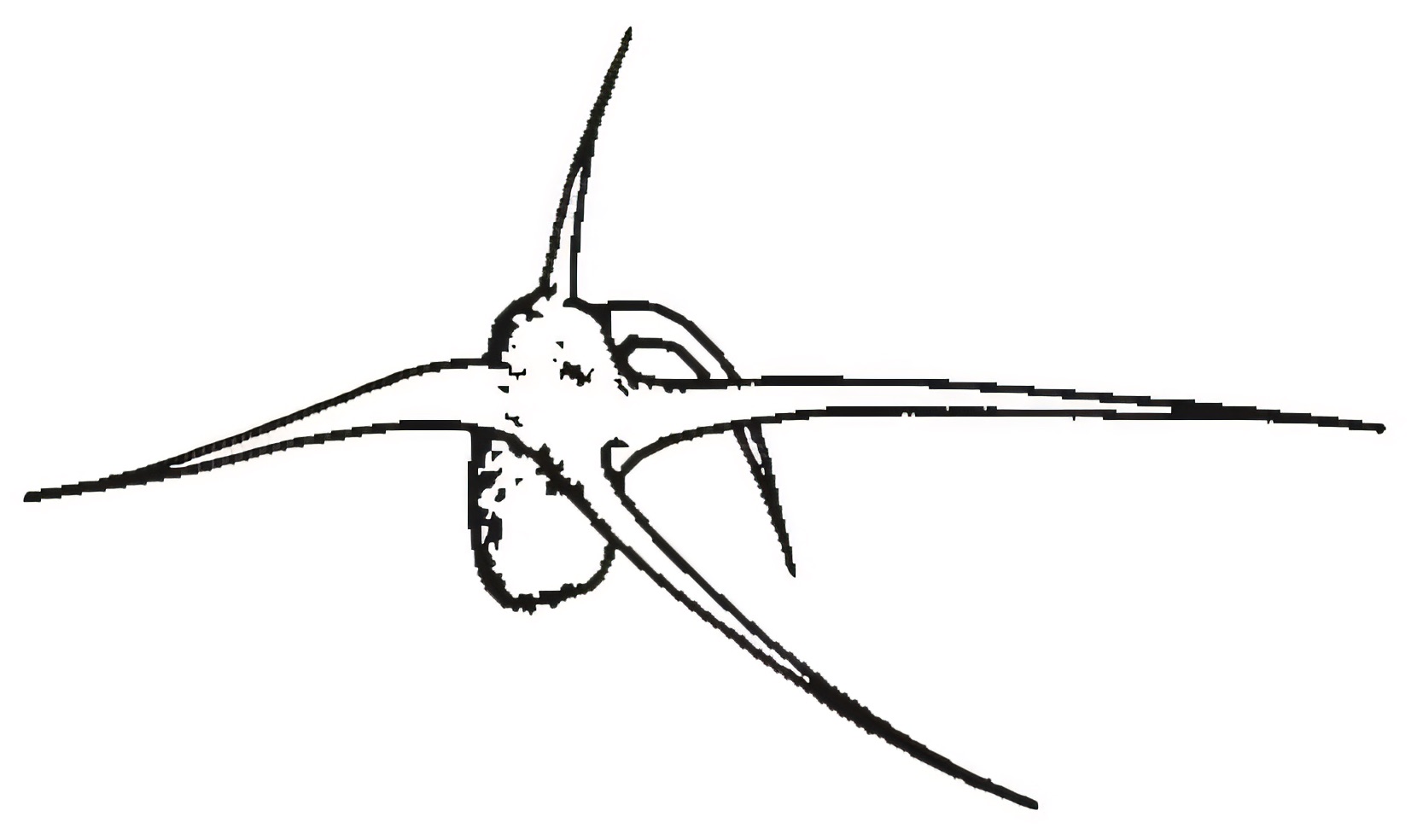 Sclerolaena muricata