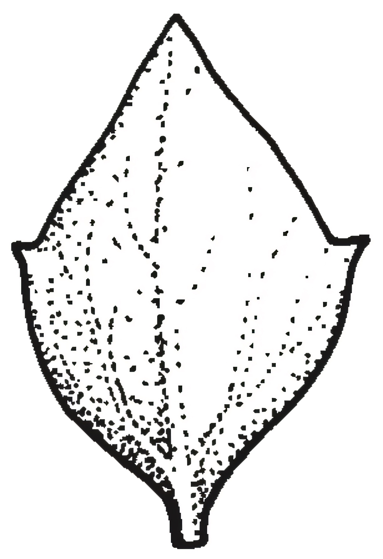 Atriplex semibaccata