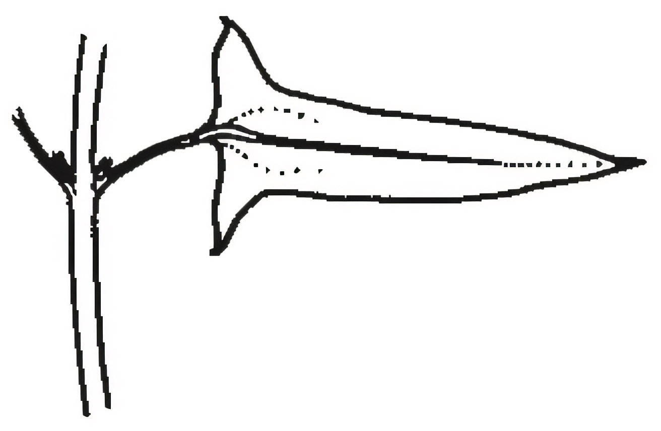 Einadia nutans