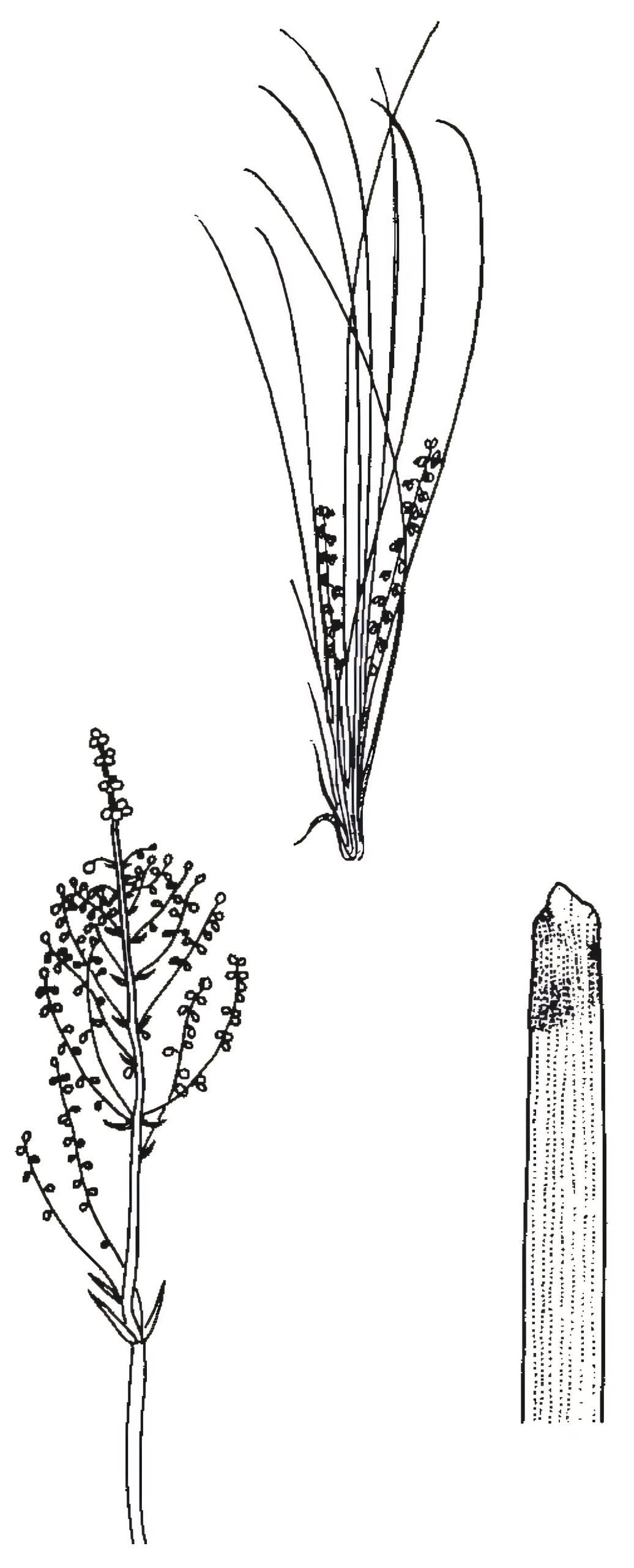 Lomandra filiformis