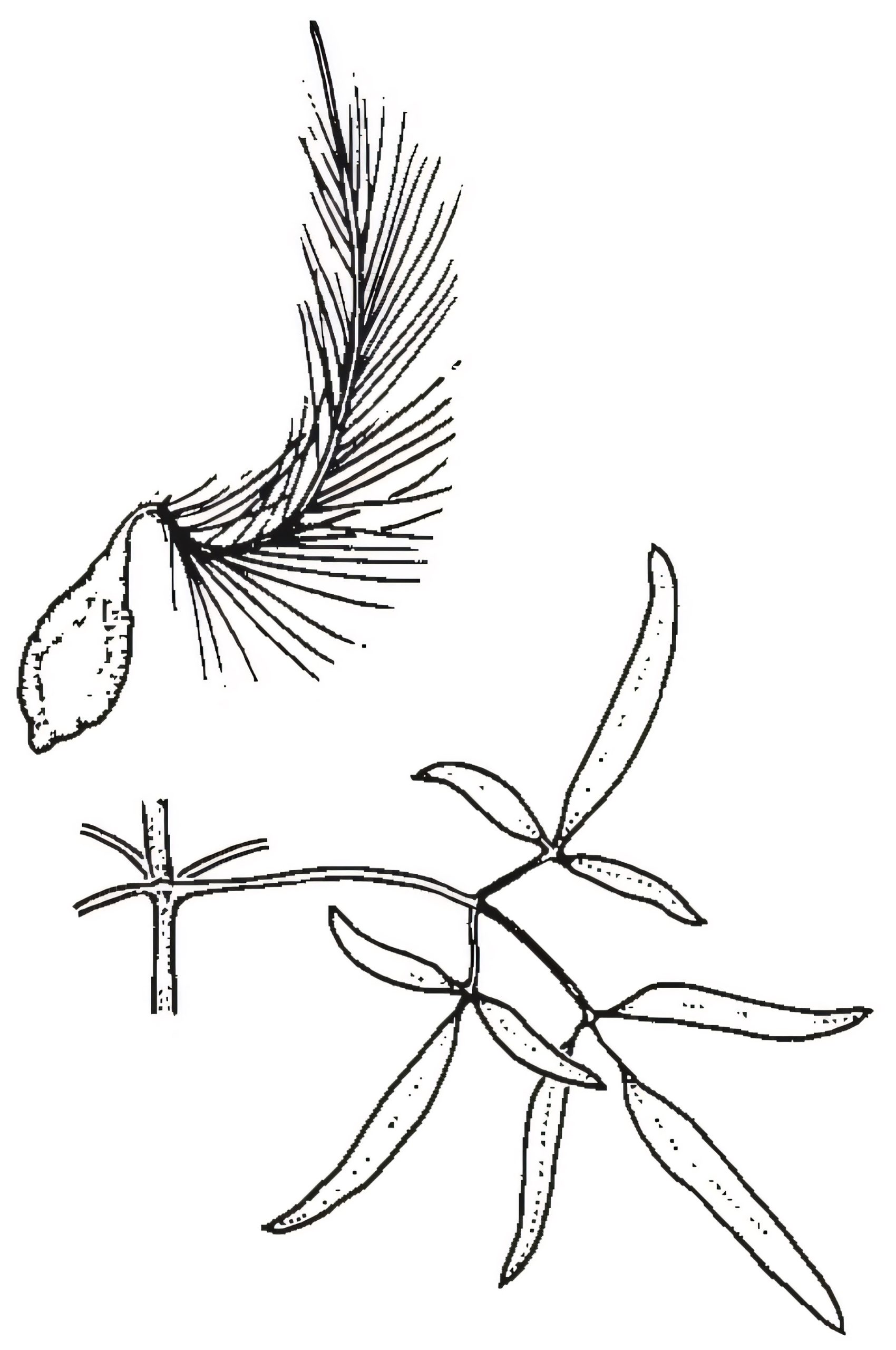 Clematis microphylla