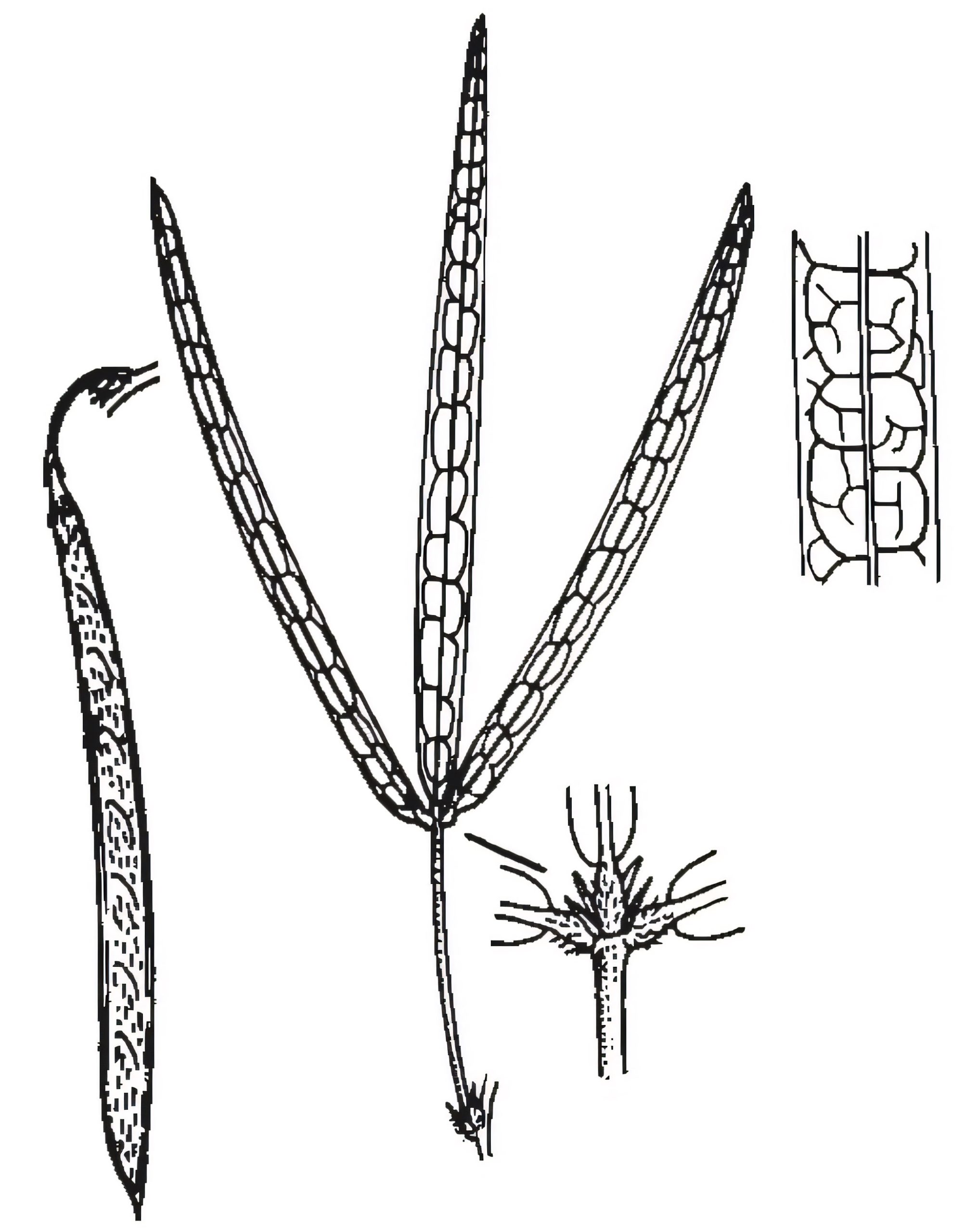 Glycine clandestina