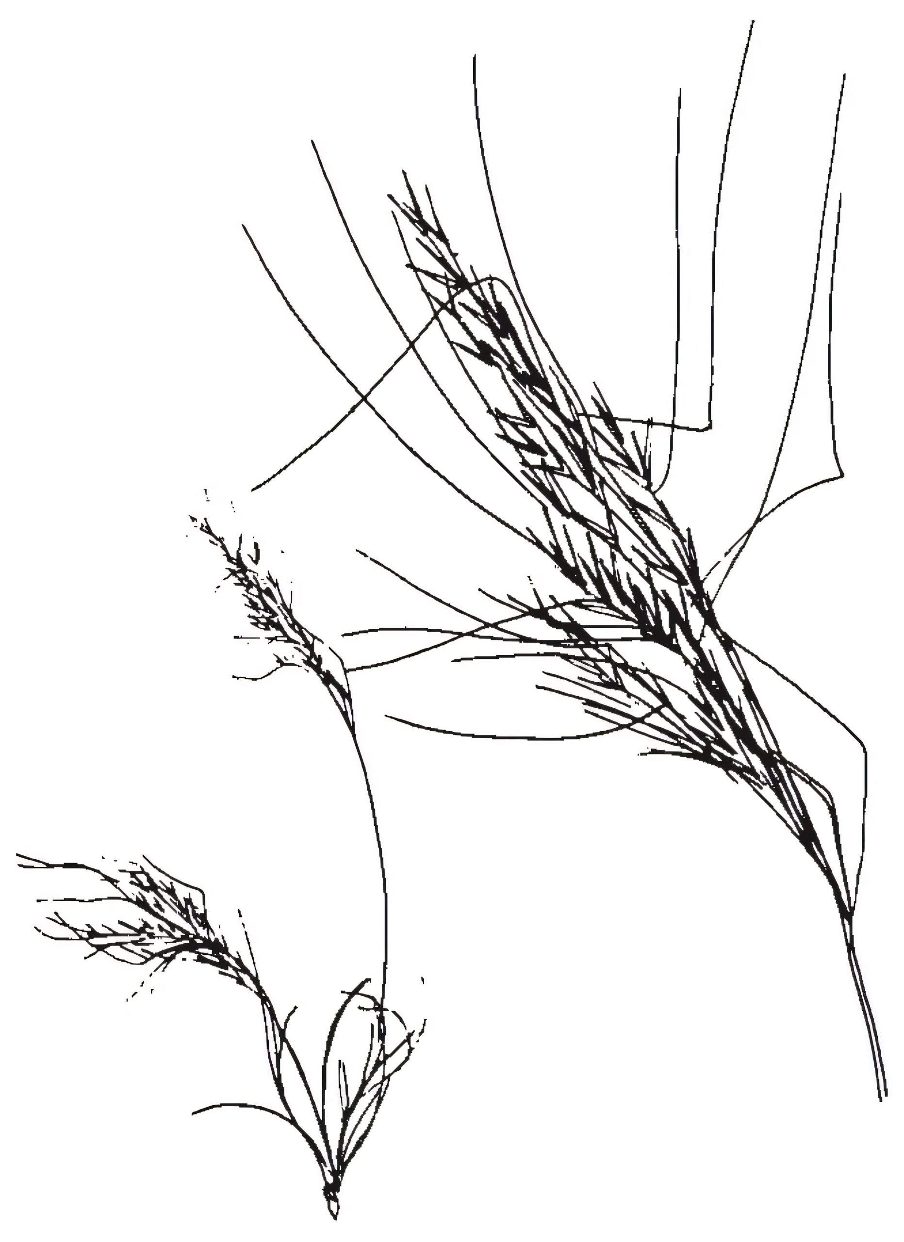 Austrostipa spp.