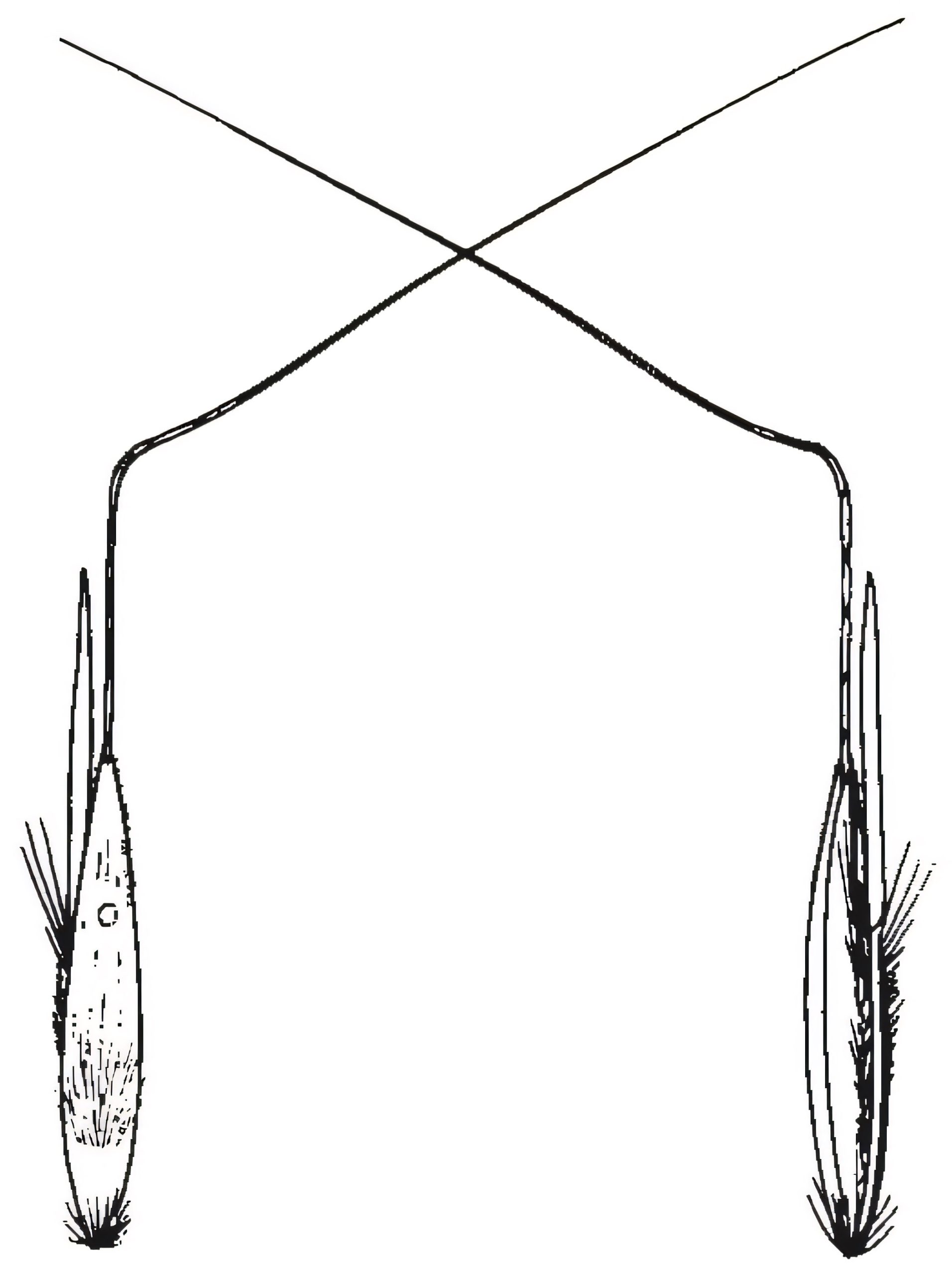 Bothriochloa macra