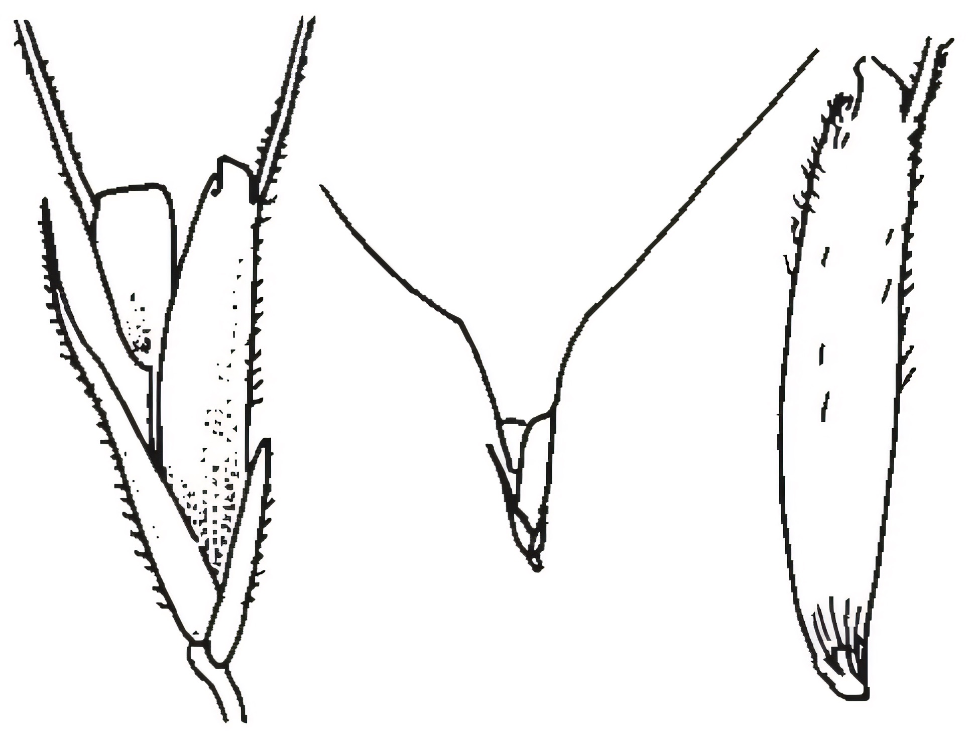 Chloris truncata