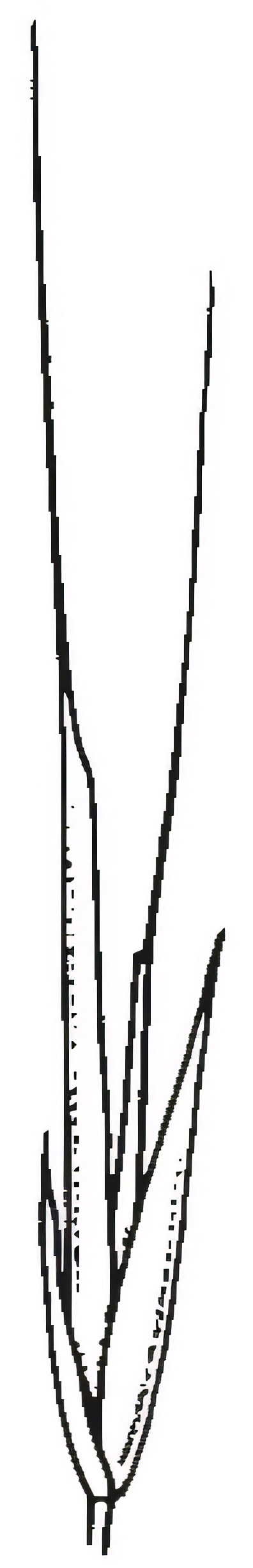 Enteropogon acicularis