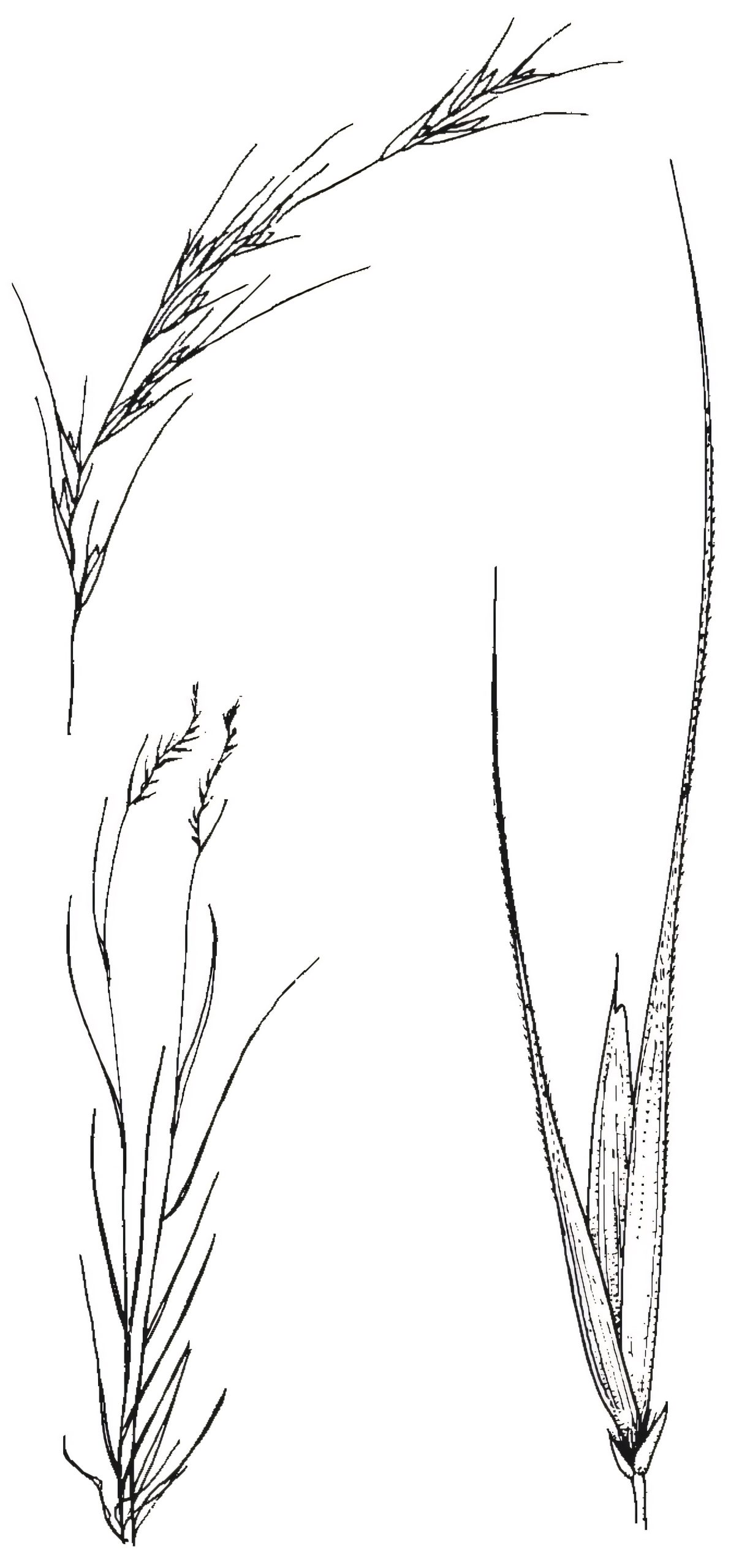 Microlaena stipoides