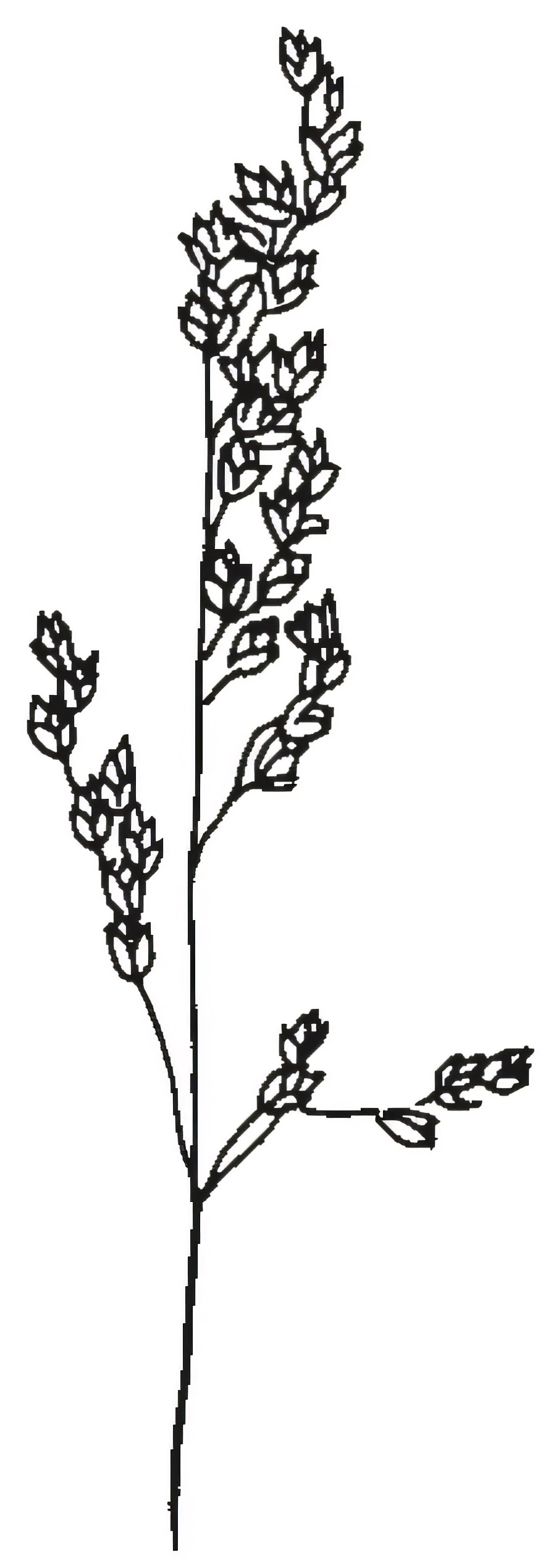 Poa spp.