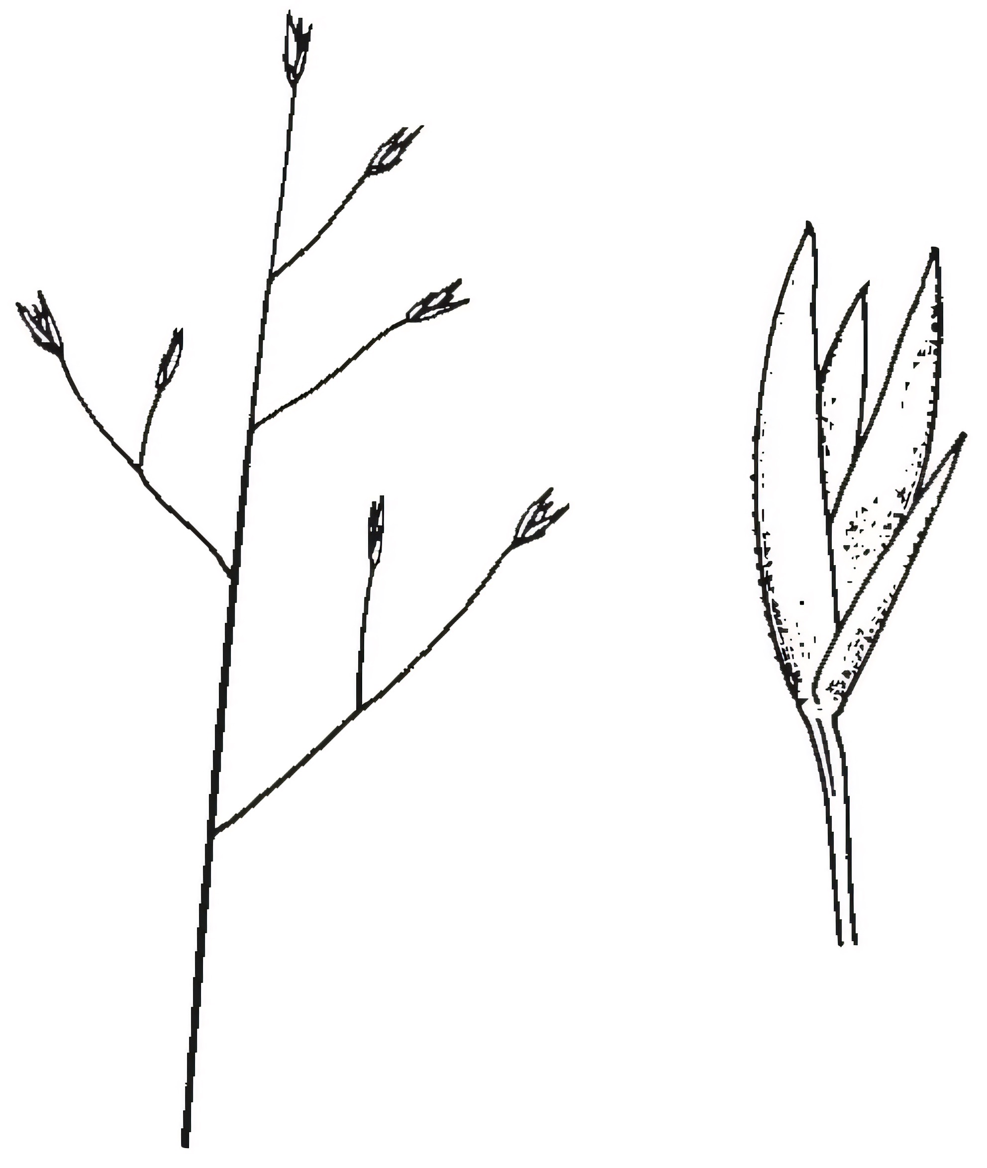Sporobolus caroli