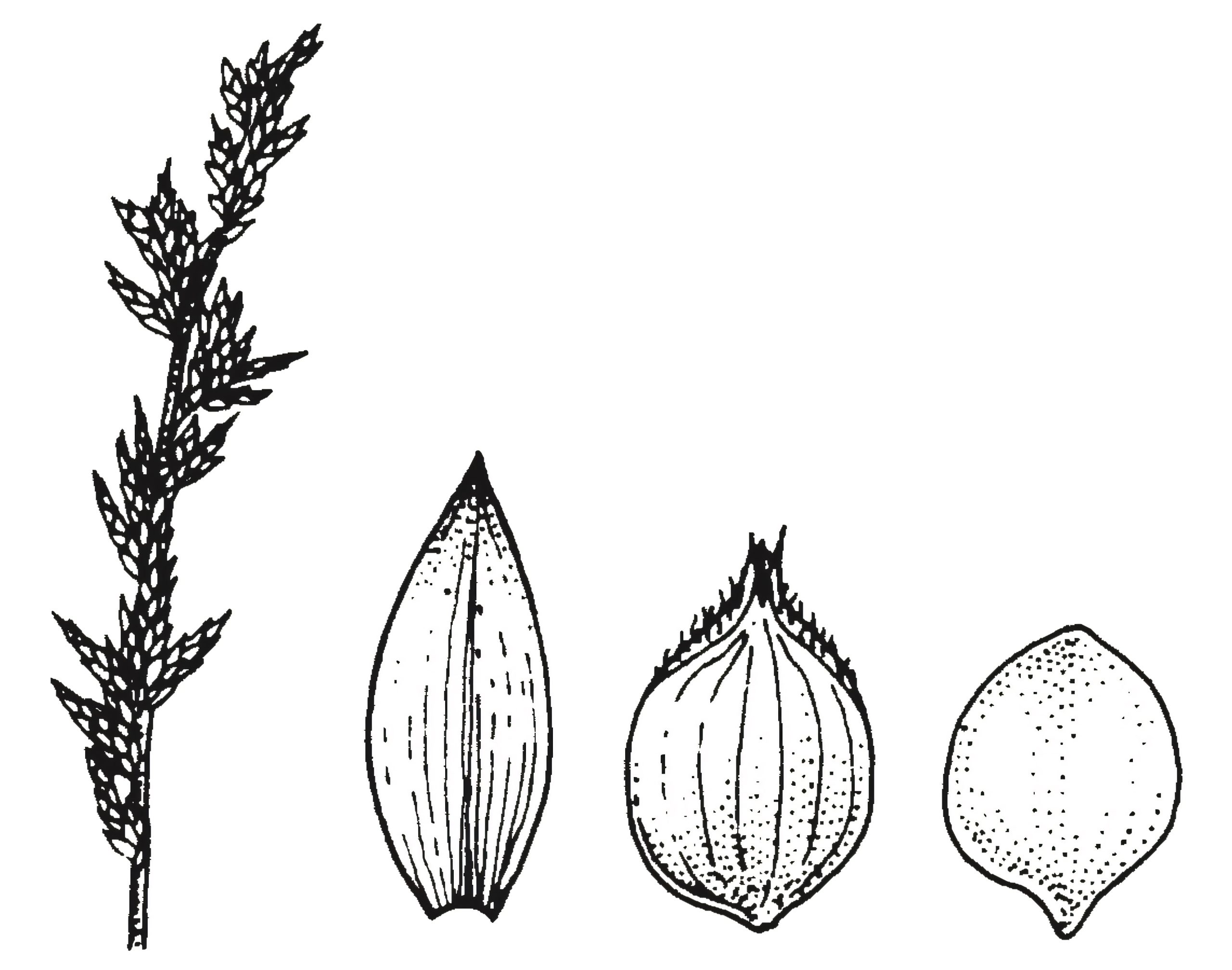 Carex spp.