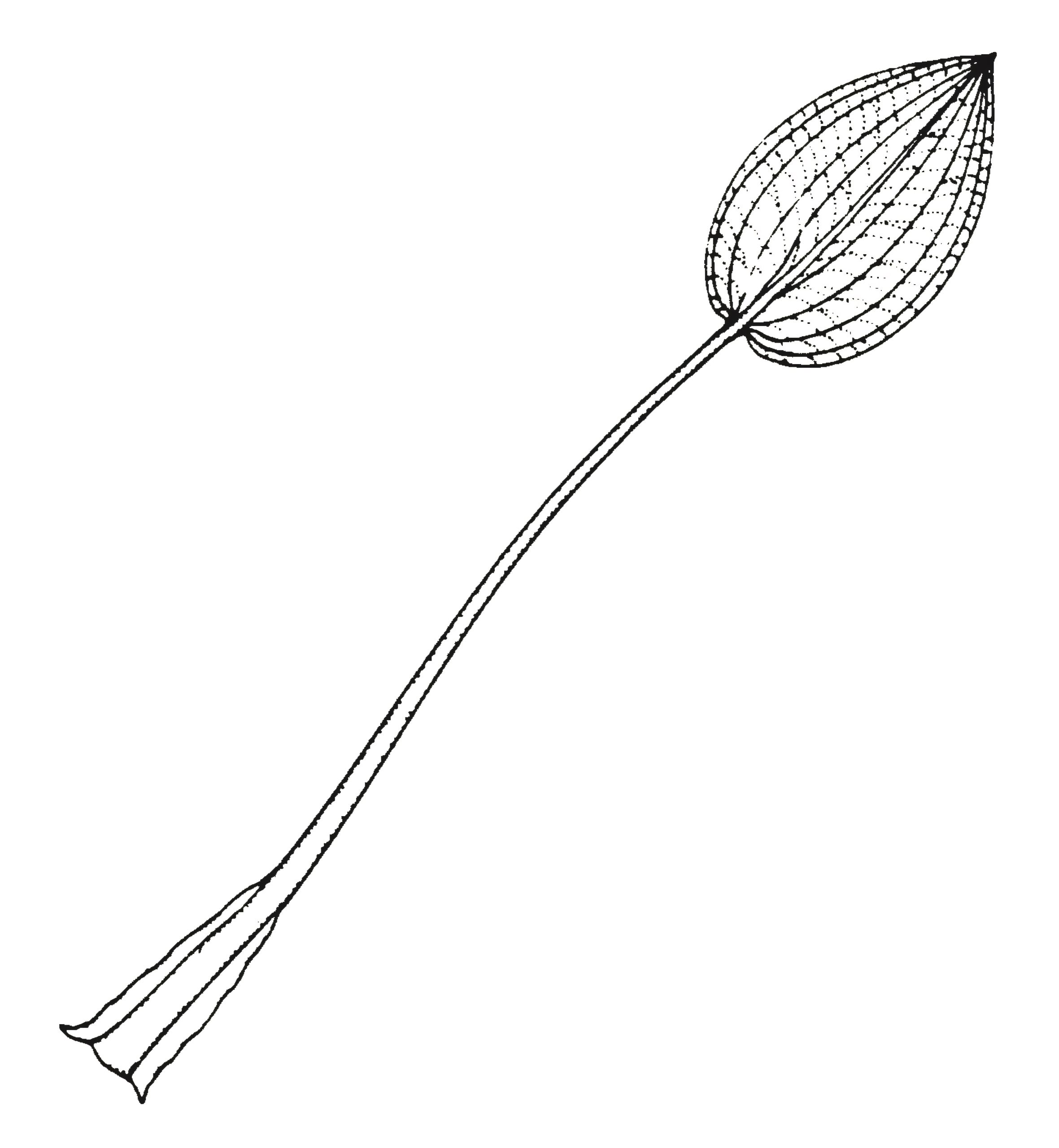 Alisma plantago-aquatica