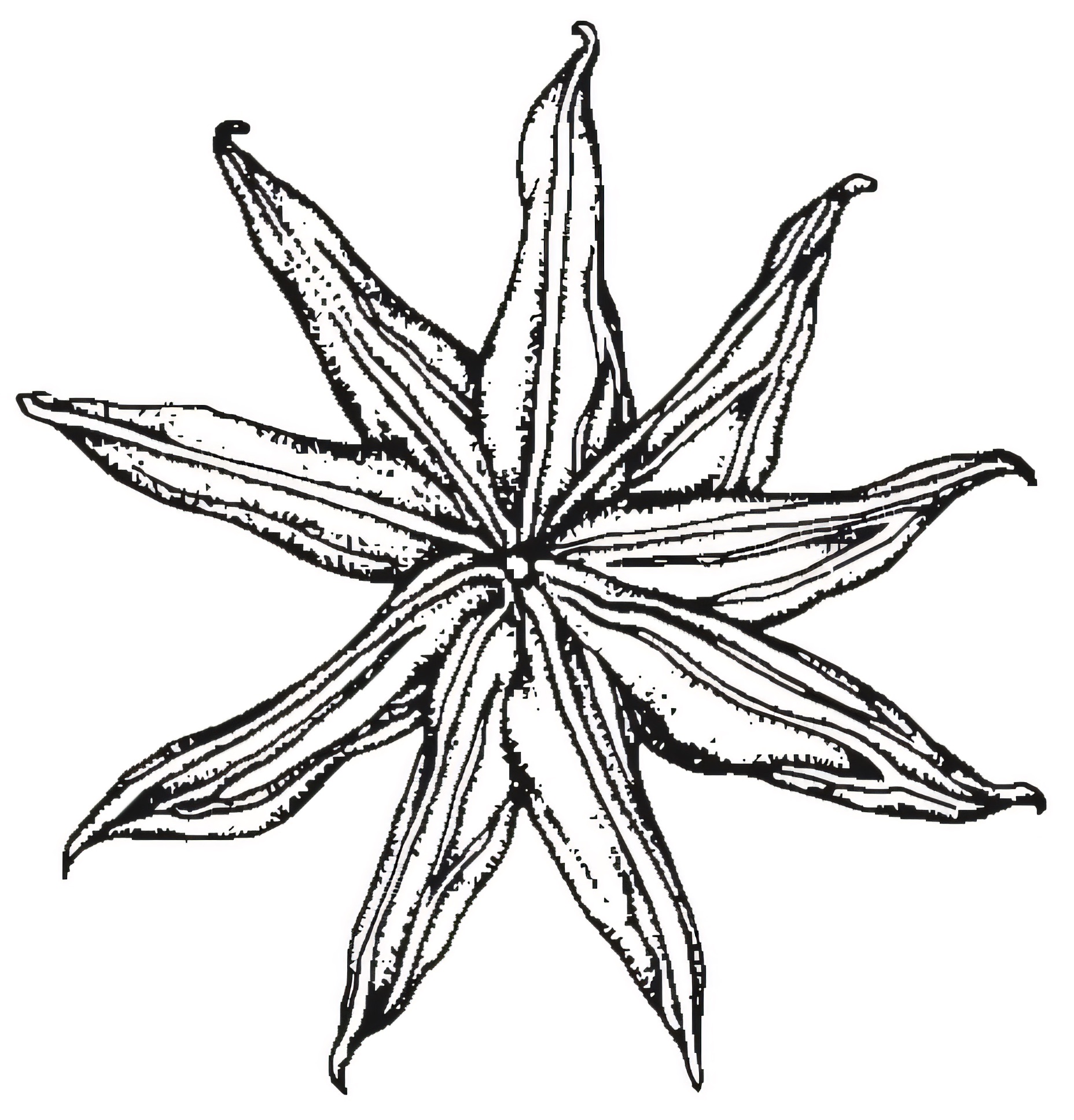 Damasonium minus