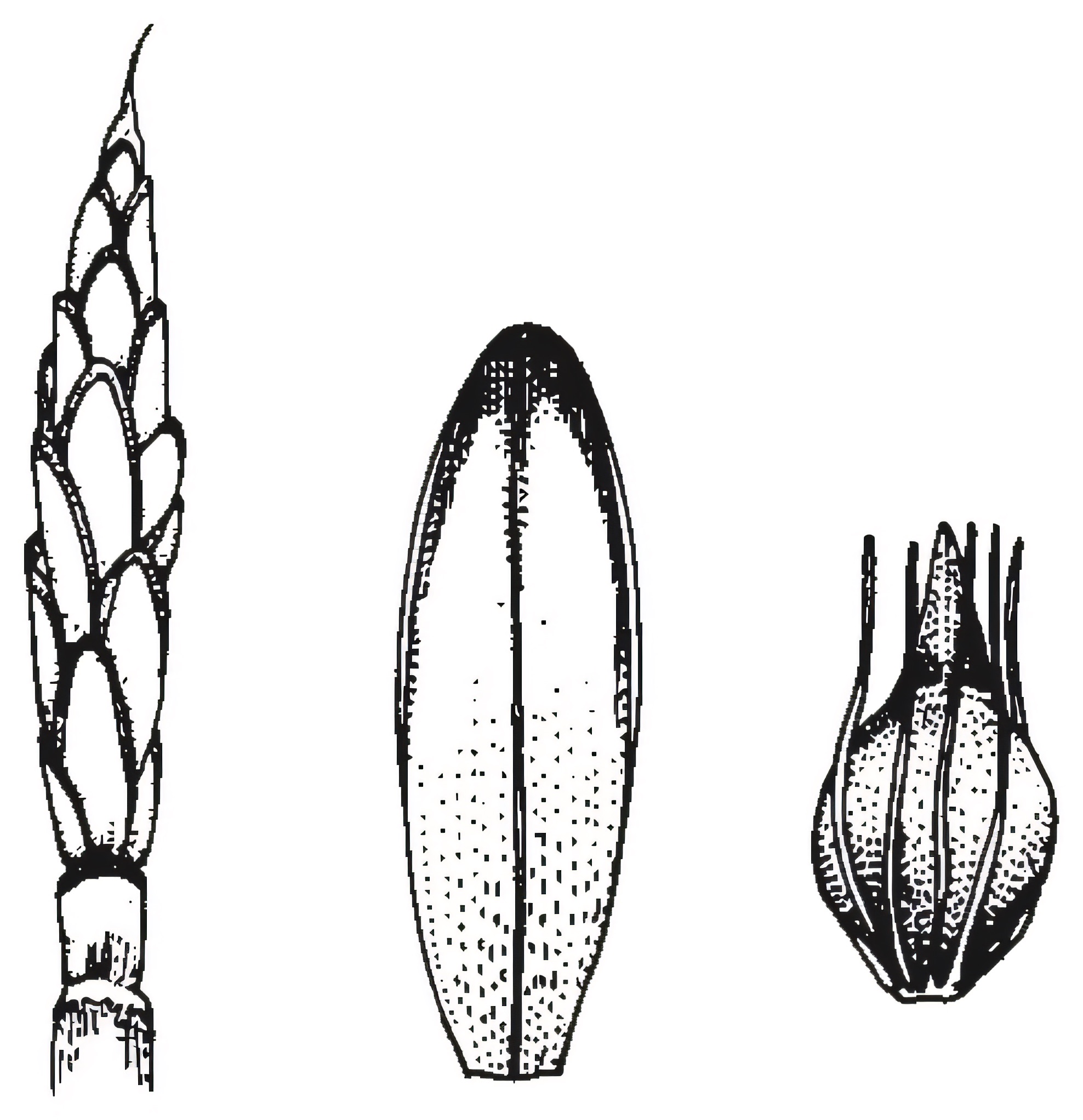 Eleocharis sphacelata