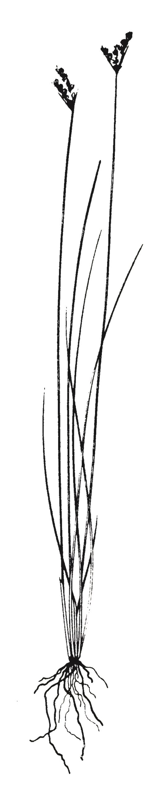 Juncus spp.