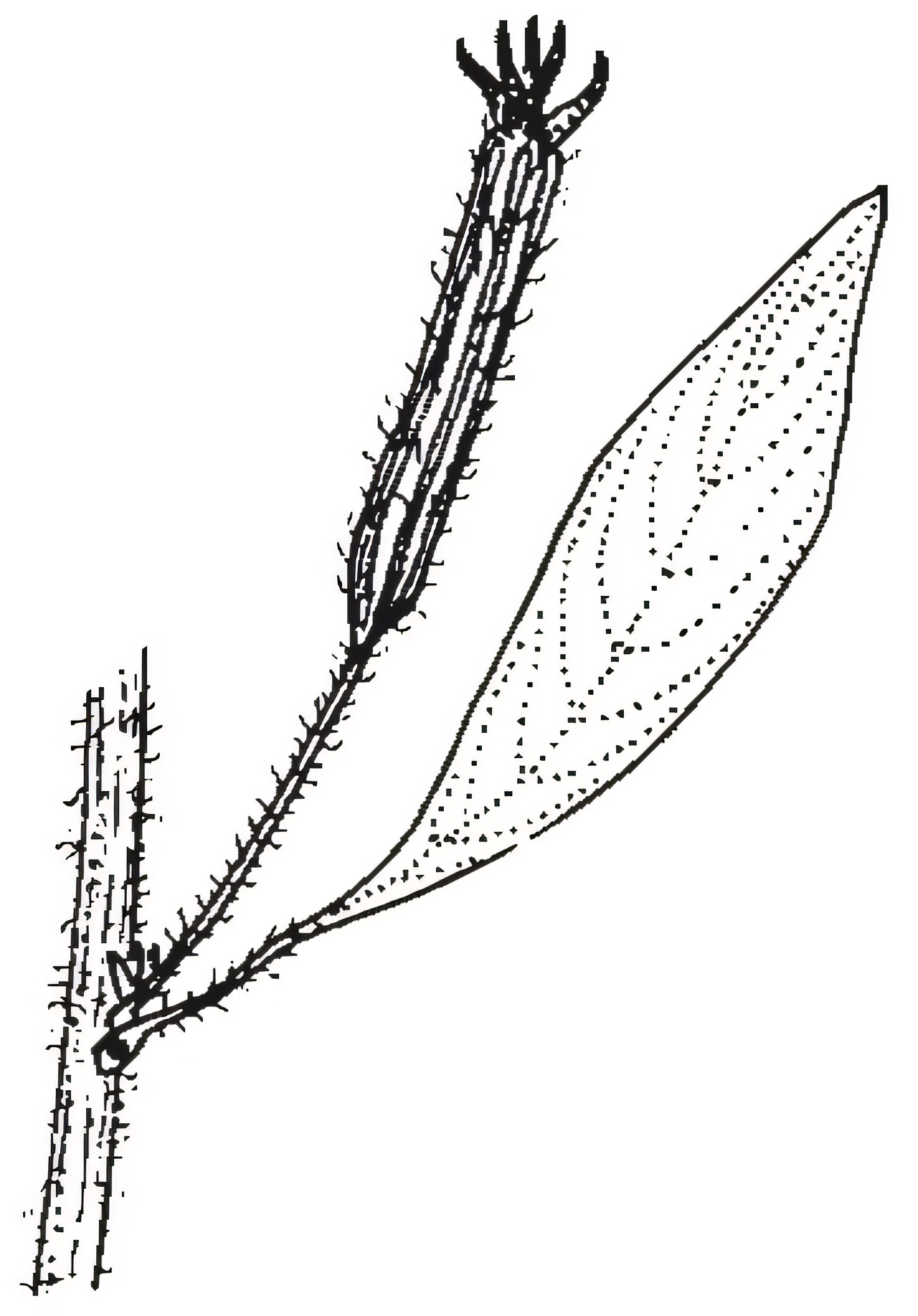 Ludwigia peploides