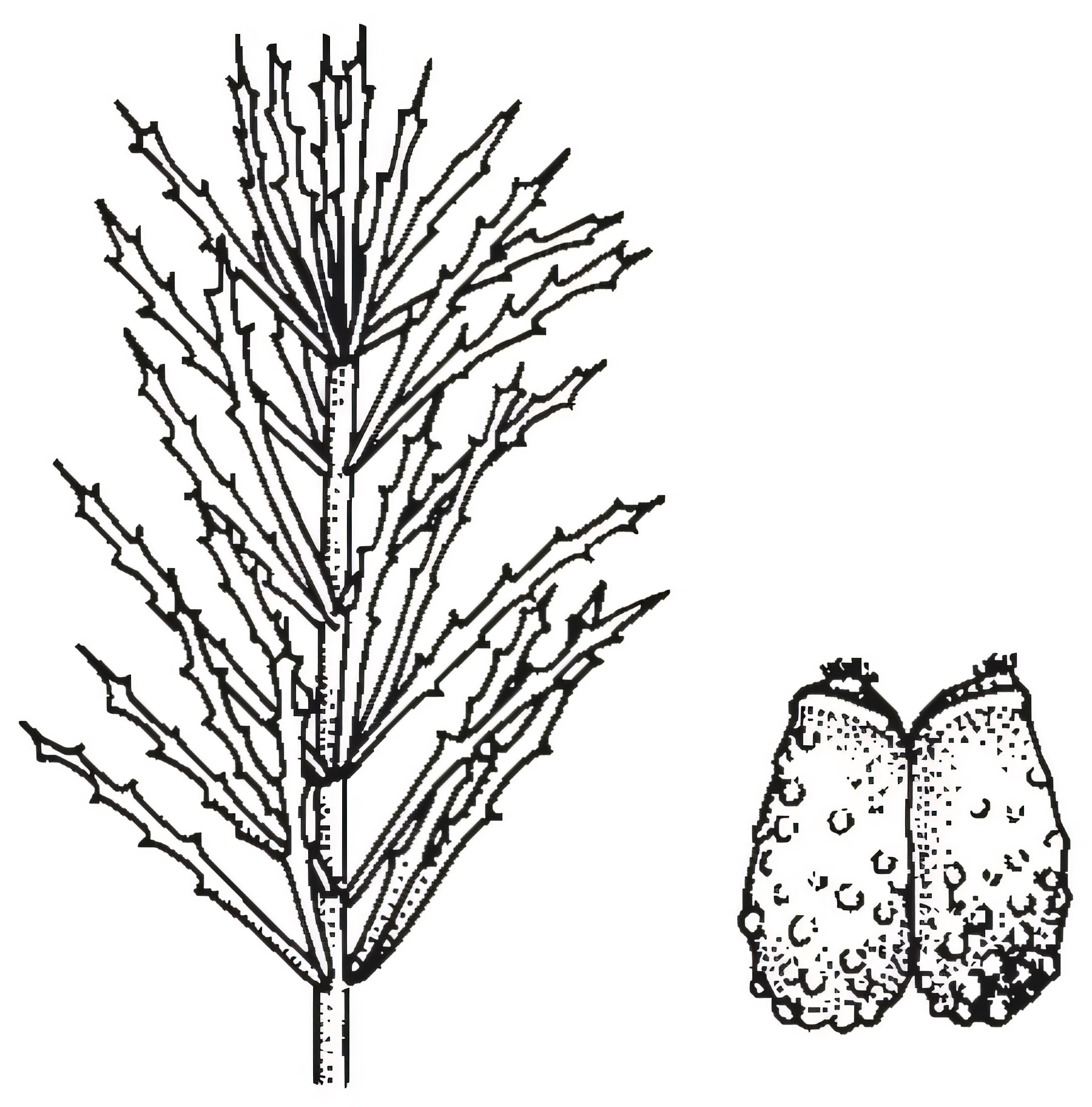 Myriophyllum papillosum