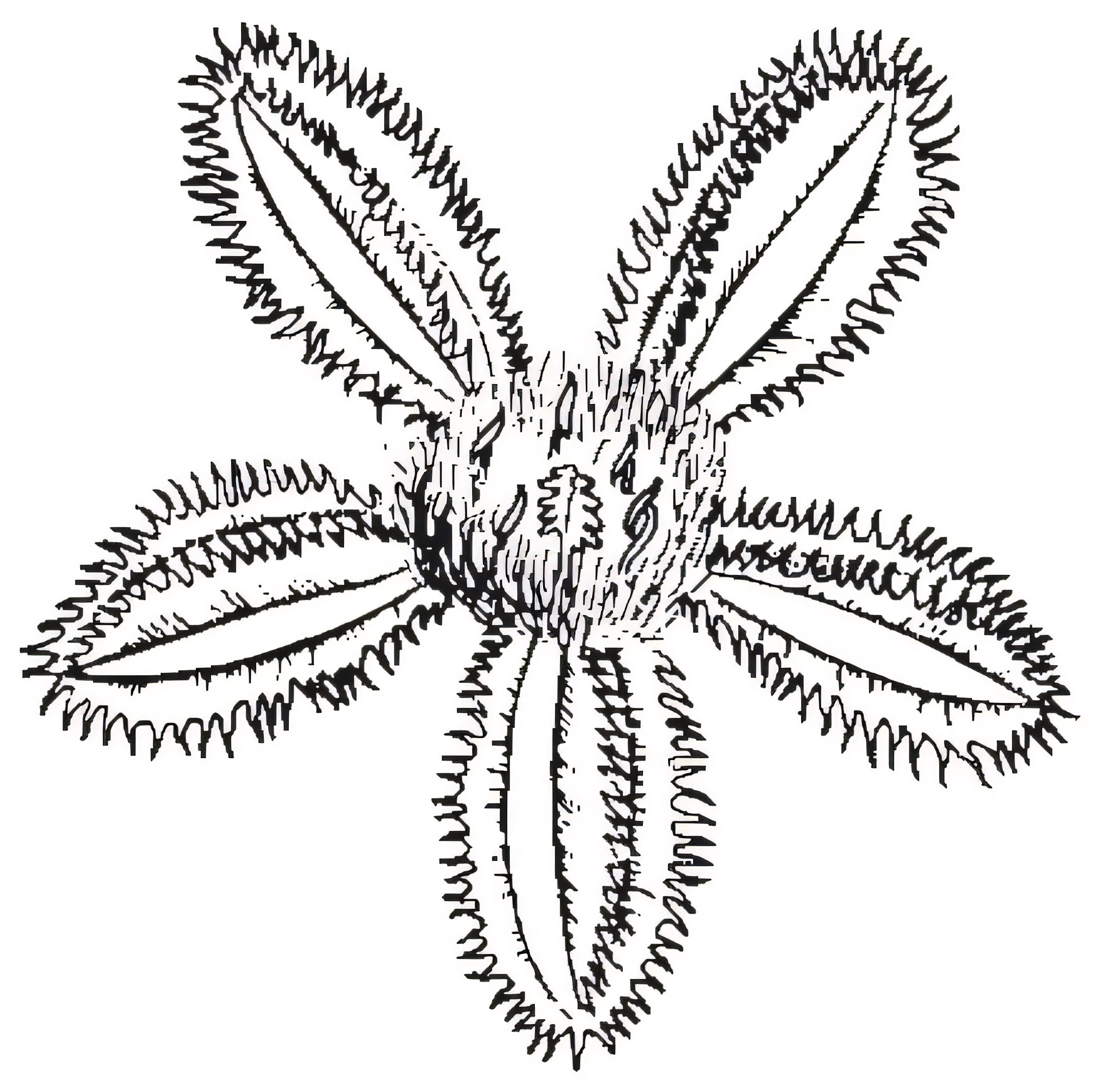 Nymphoides crenata