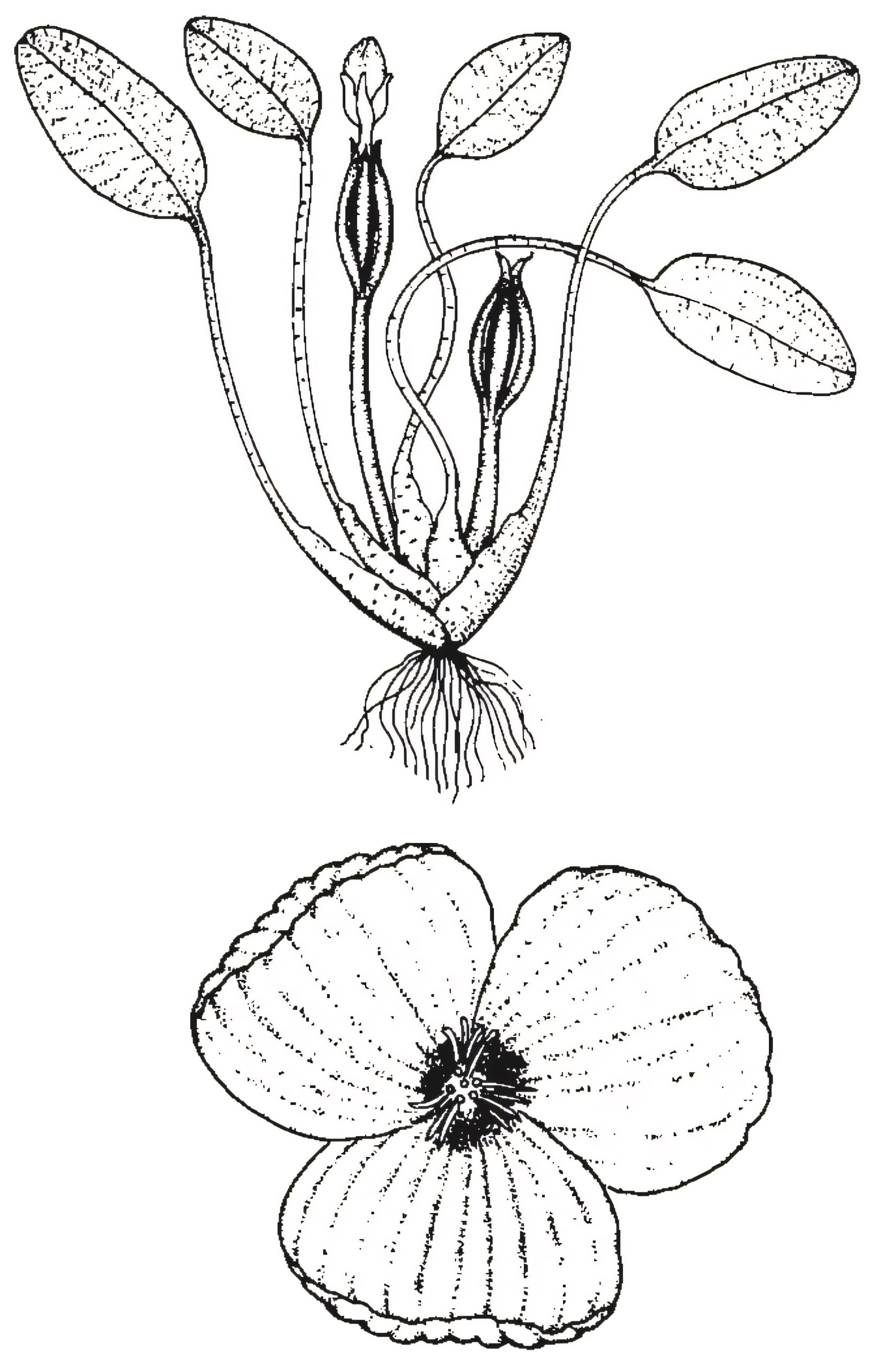 Ottelia ovalifolia