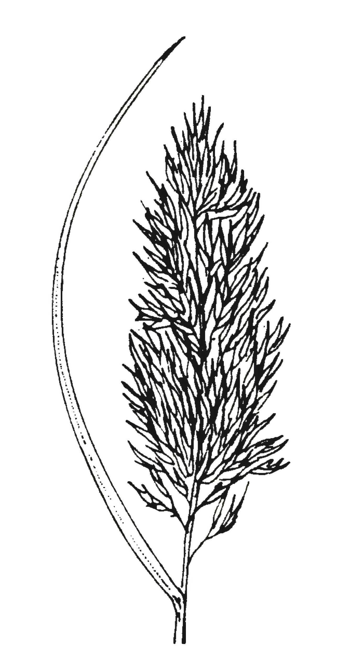 Phragmites australis