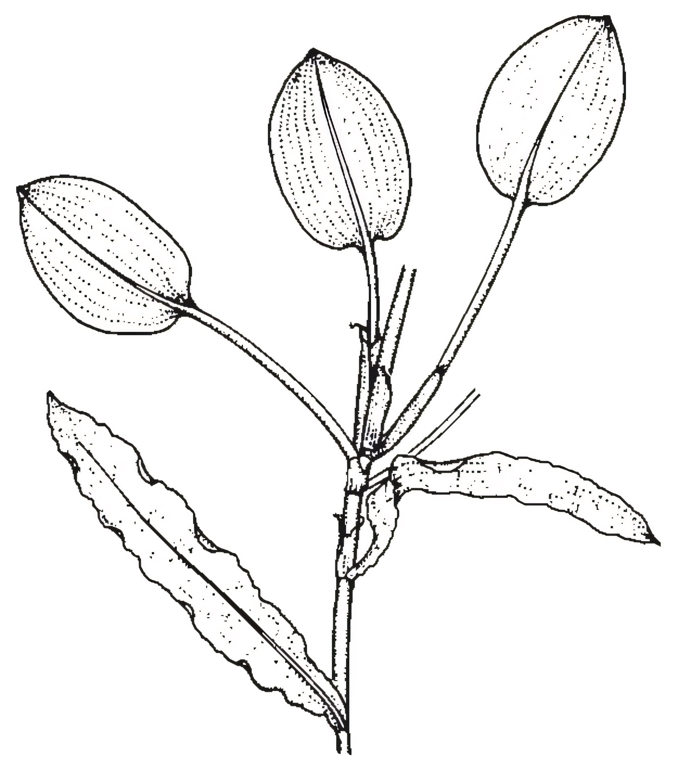 Potamogeton spp.
