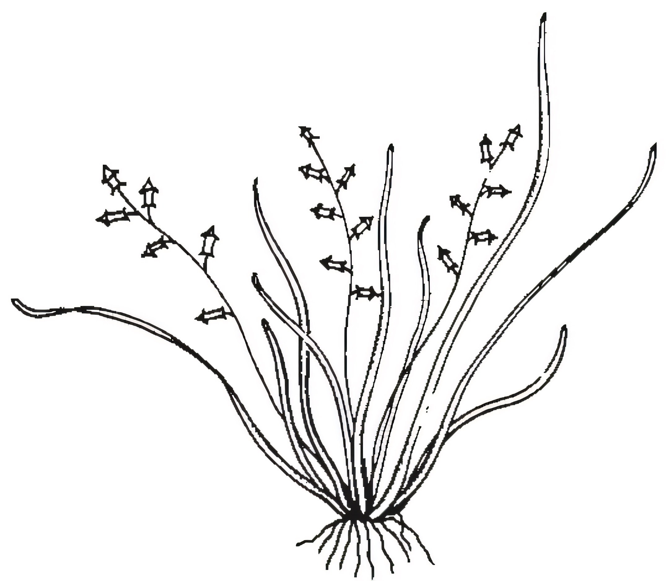 Cycnogeton procerum
