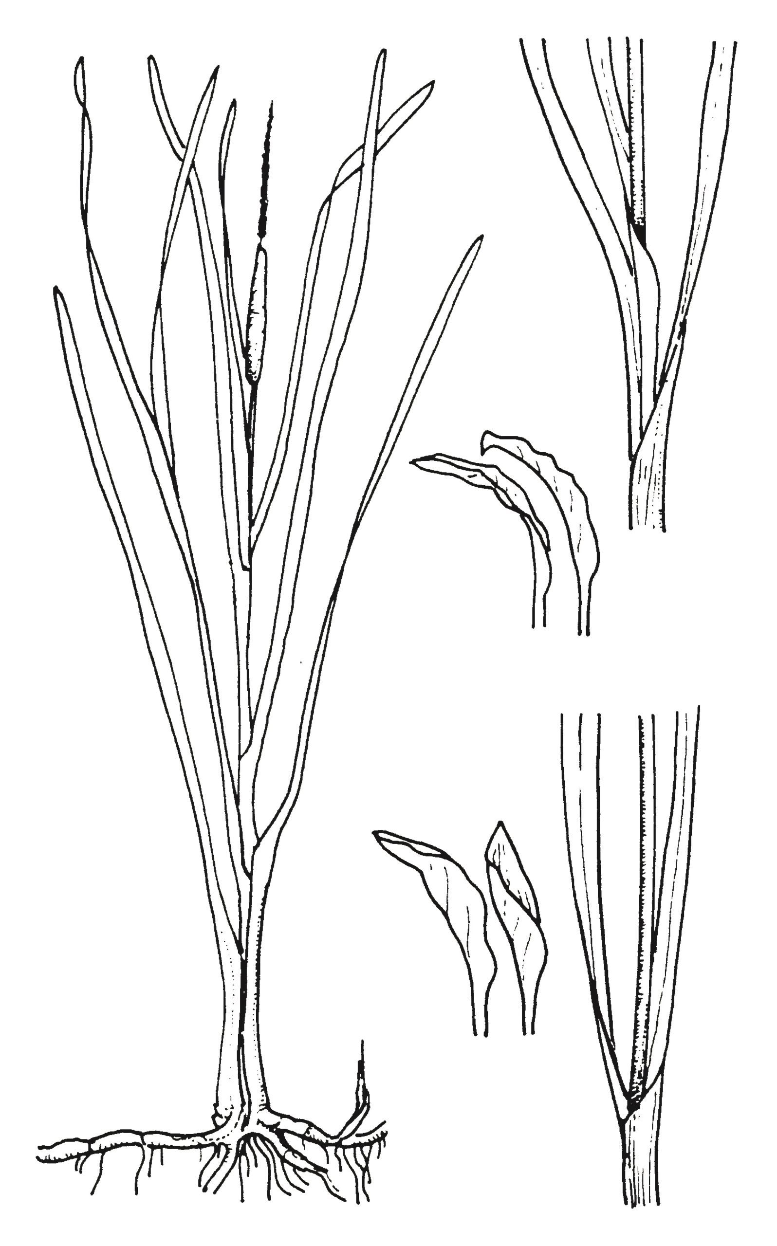 Typha spp.