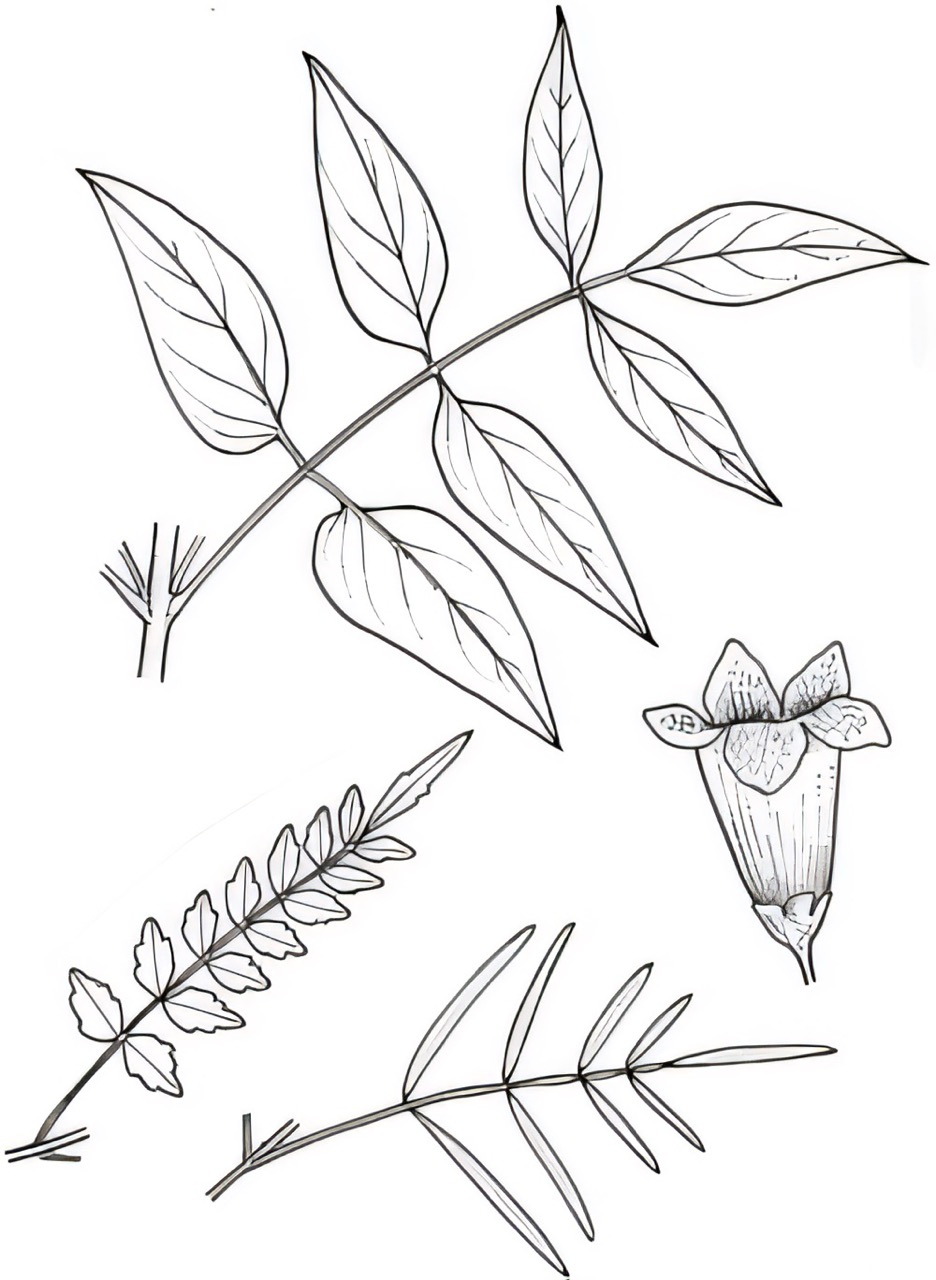 Pandorea pandorana