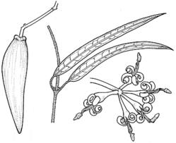 Parsonsia eucalyptophylla