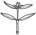 Pimelea microcephala