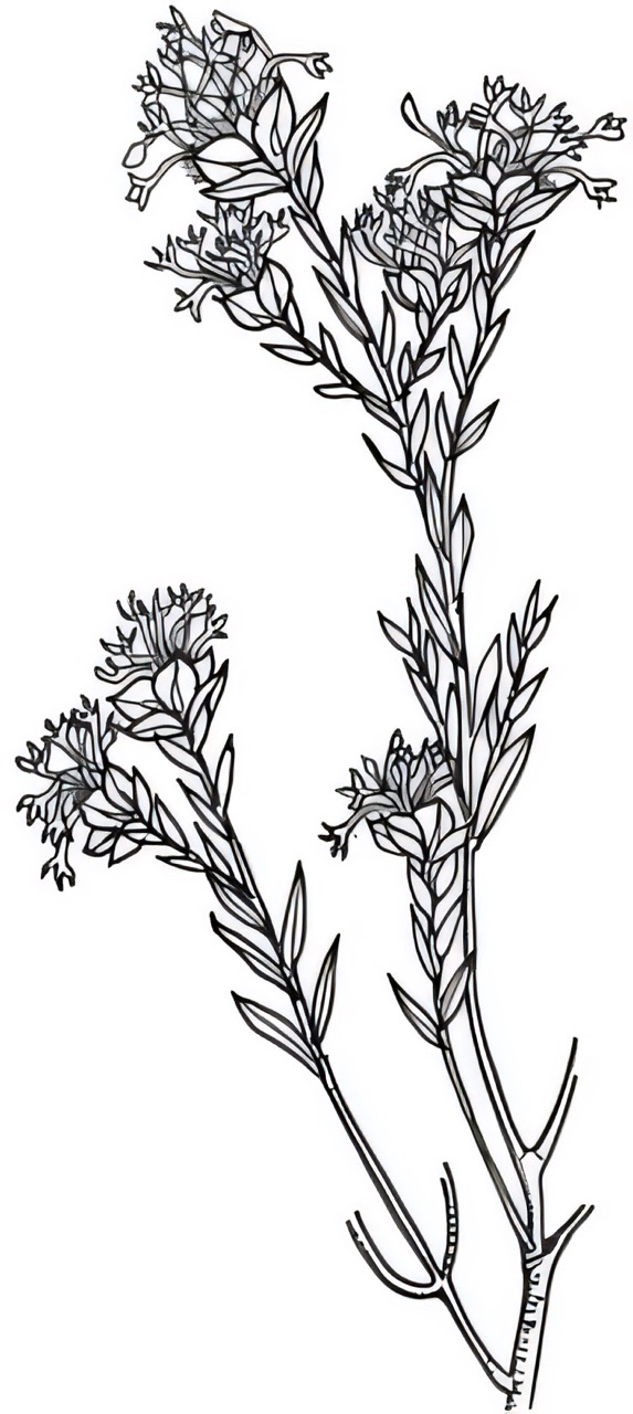 Pimelea linifolia