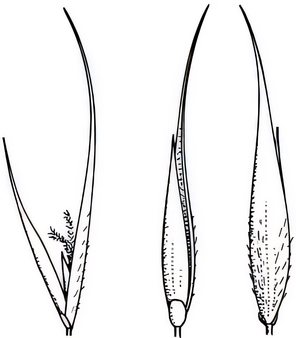 Pseudoraphis spinescens
