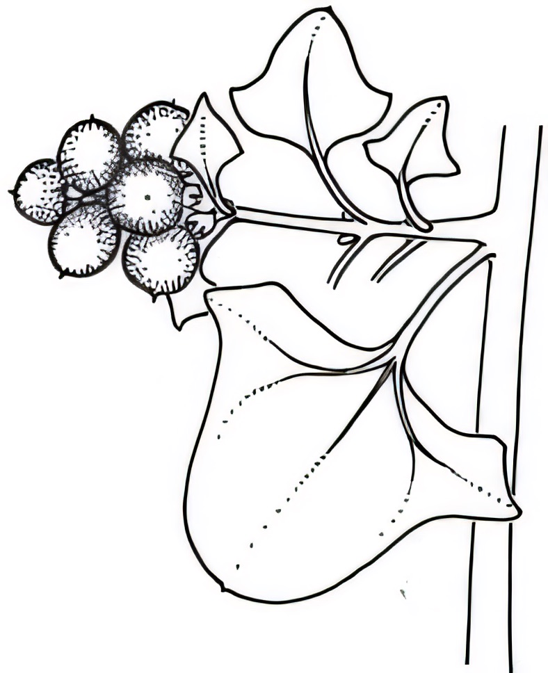 Rhagodia spinescens