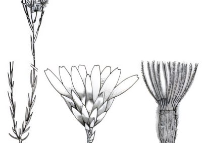 Rhodanthe corymbiflora