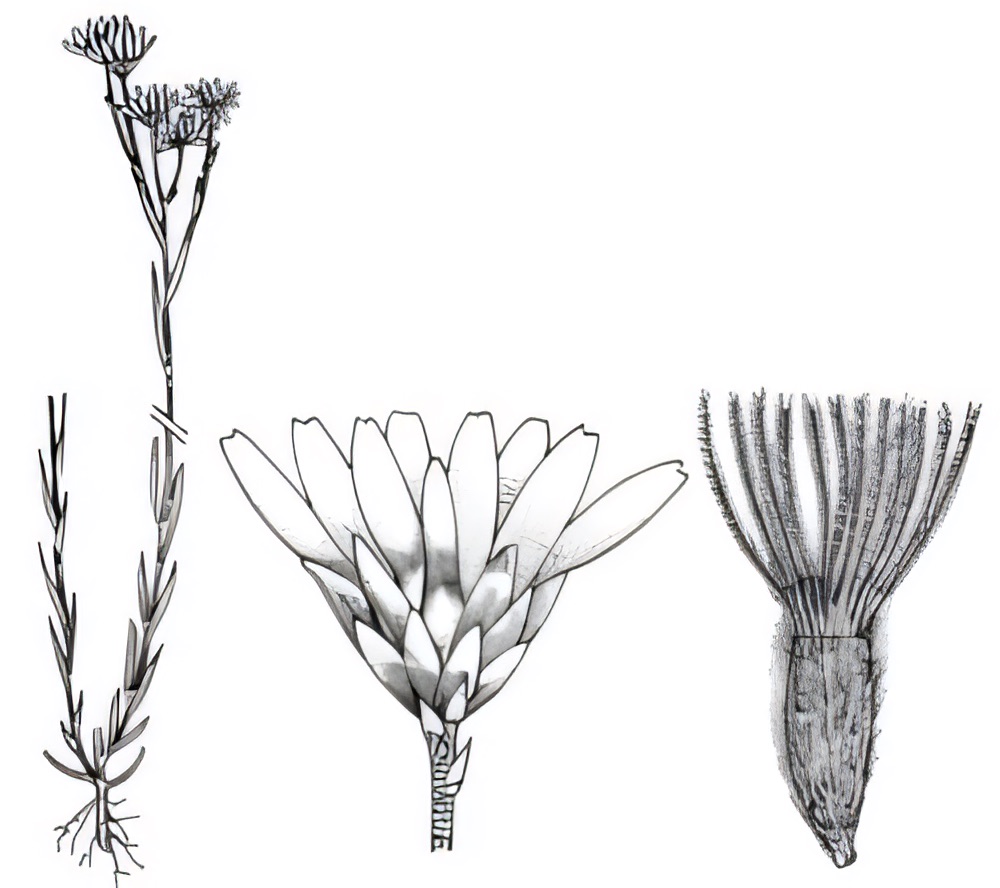 Rhodanthe corymbiflora