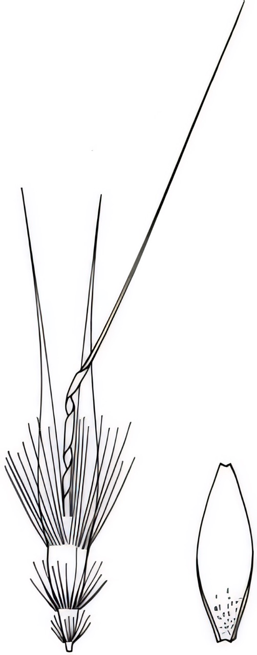 Rytidosperma spp.