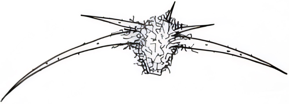 Sclerolaena birchii