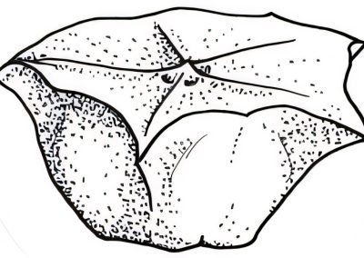 Sclerolaena brachyptera