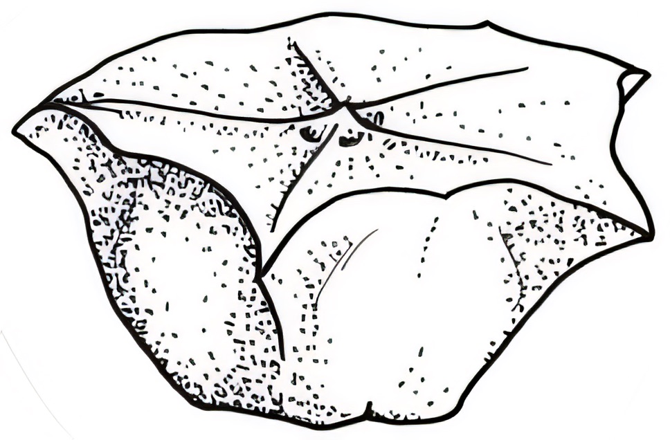 Sclerolaena brachyptera