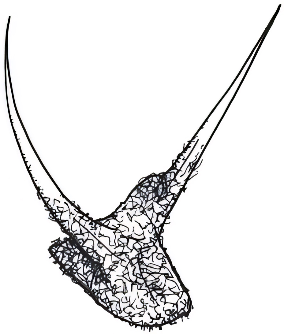 Sclerolaena diacantha
