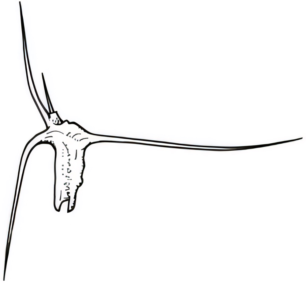 Sclerolaena divaricata