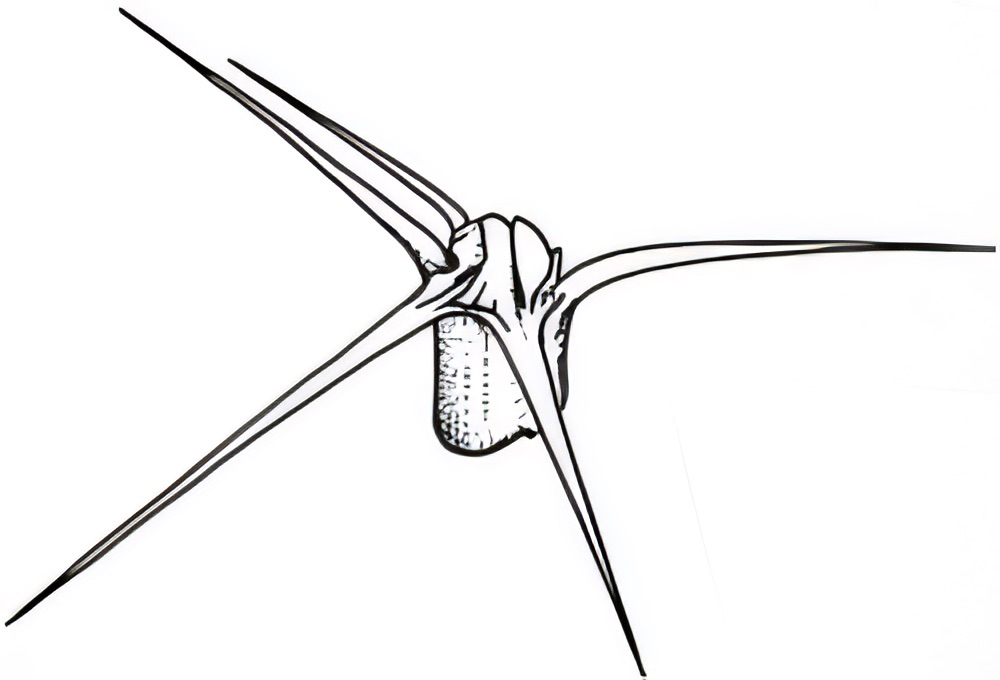 Sclerolaena intricata